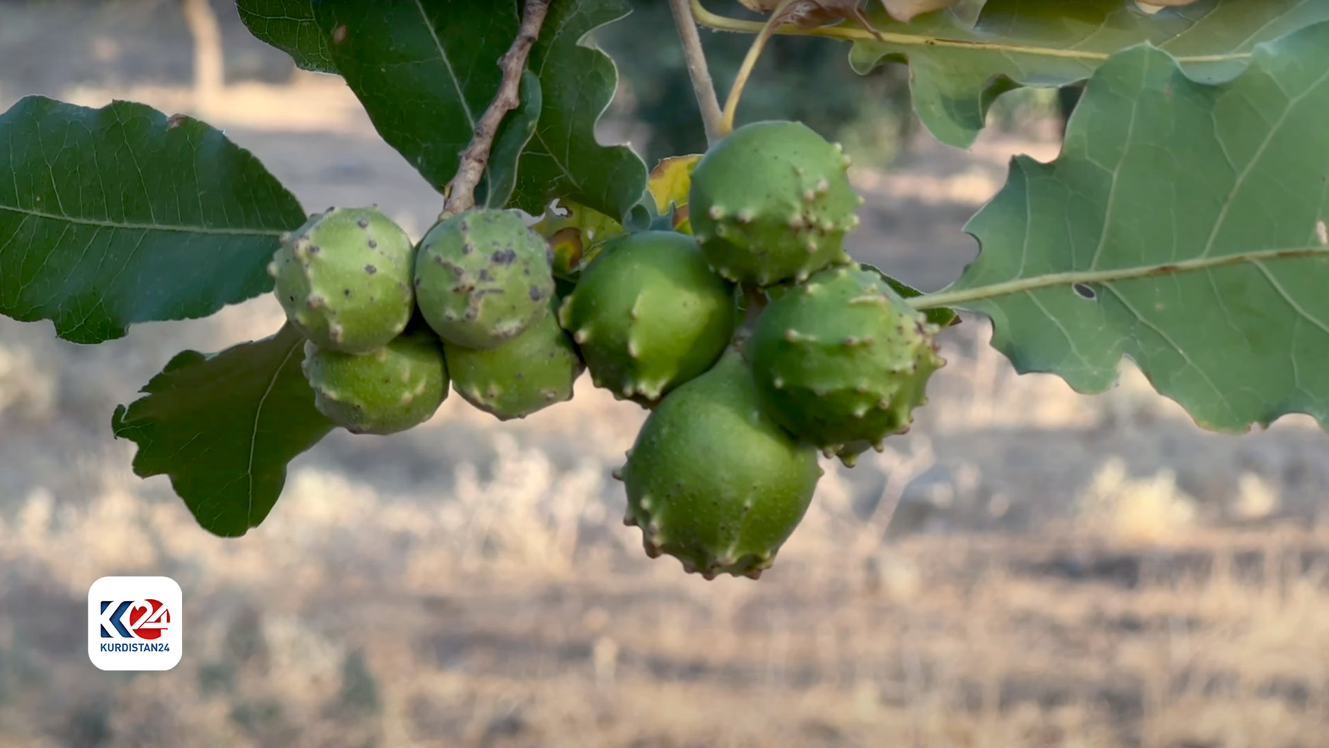 The photo shows a Mazî tree, a type of oak tree in the Kurdistan Region. (Photo: Kurdistan24)