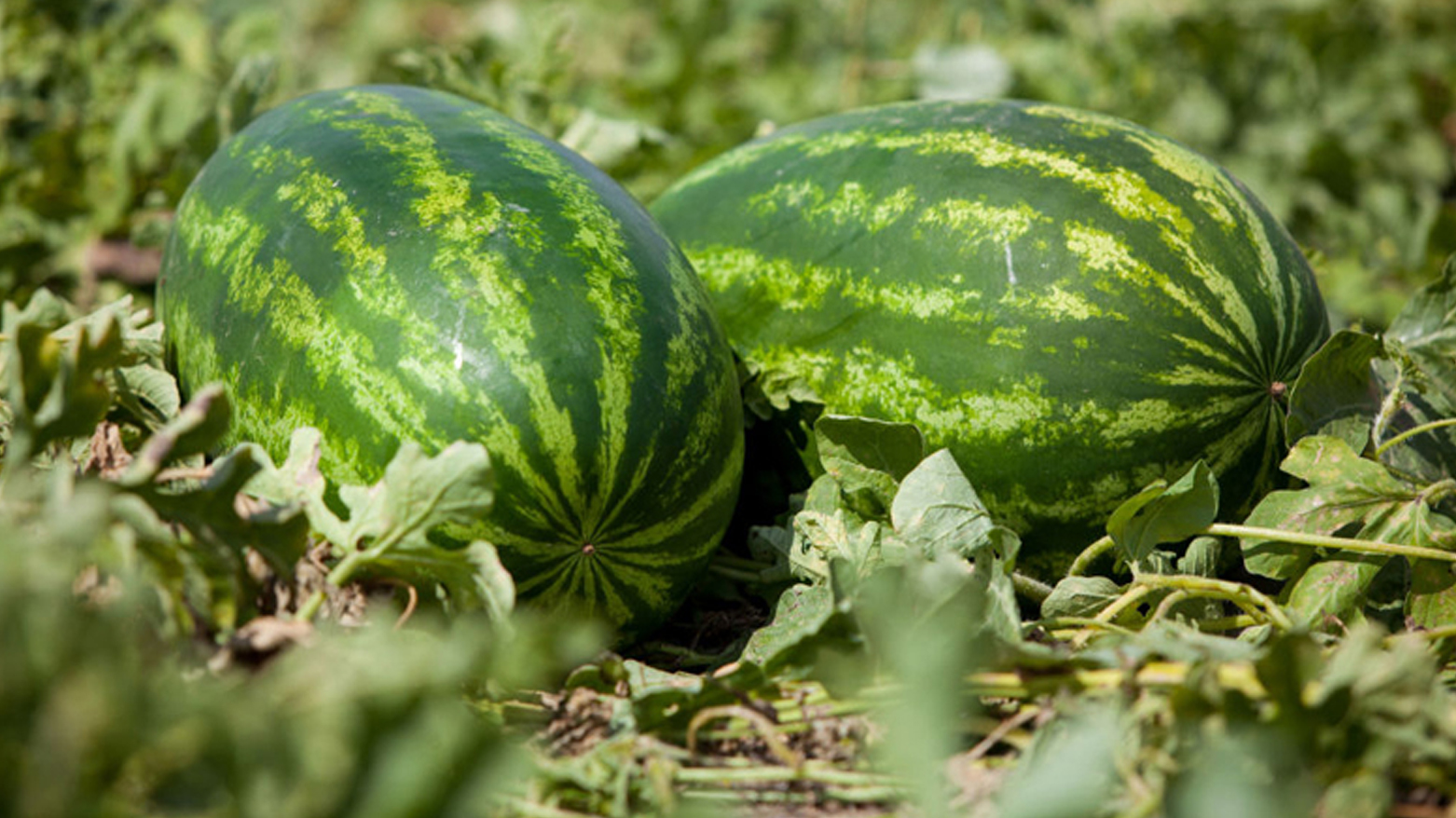 Watermelon crop in a farm in Kurdistan Region. (Photo: Archive)