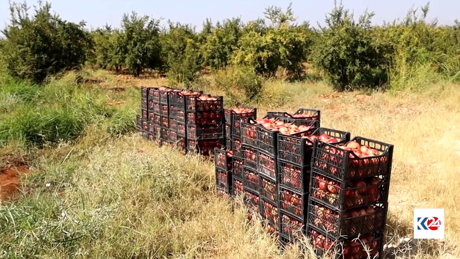 Li Efrînê werzê çinîna hinaran dest pê kir