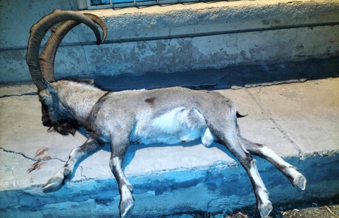 Li Silêmaniyê kesek bi tohmeta nêçîra nêriyekî kûvî hat girtin