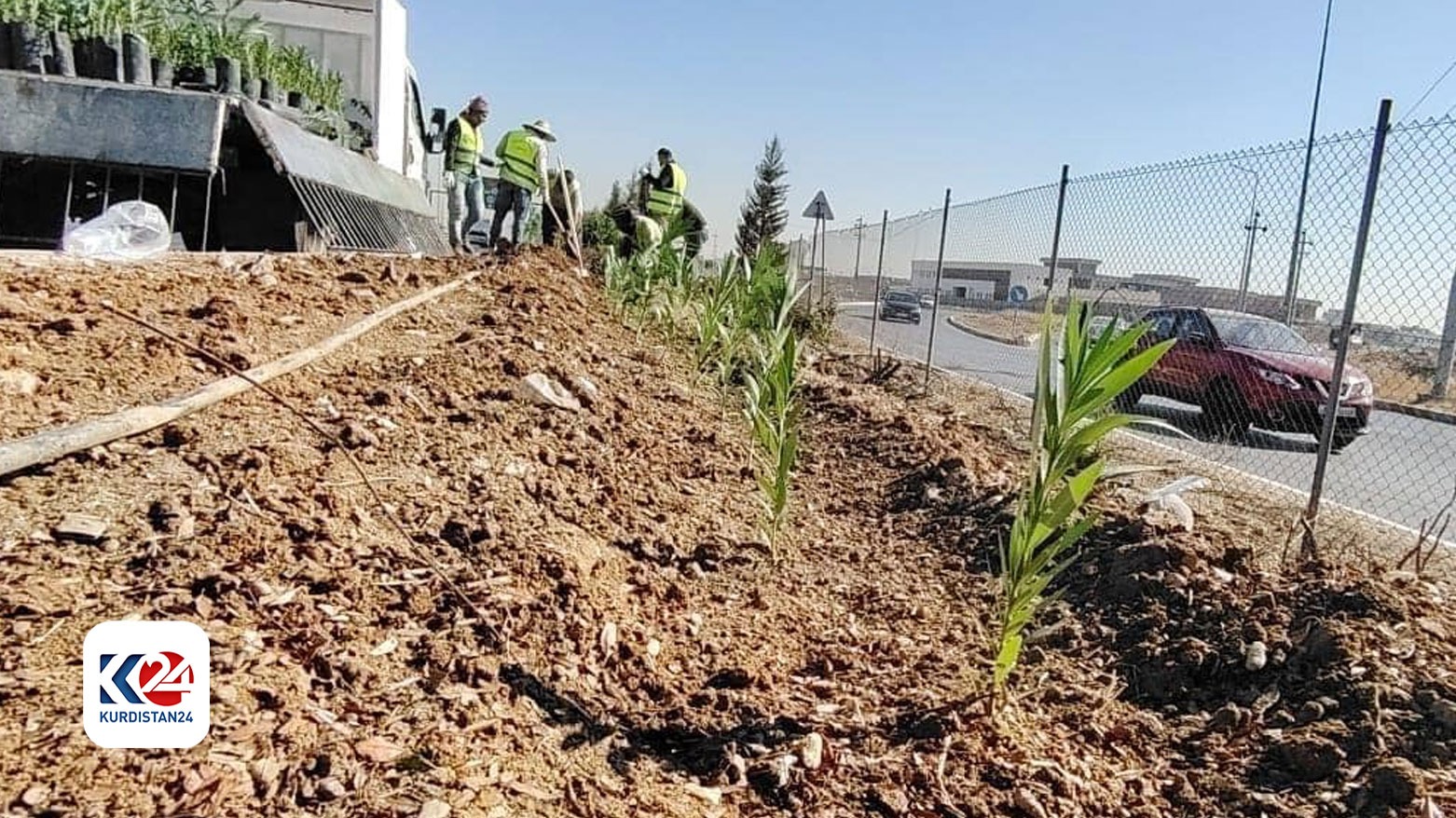 چاندنی ژمارەیەک نەمام لە هەولێر