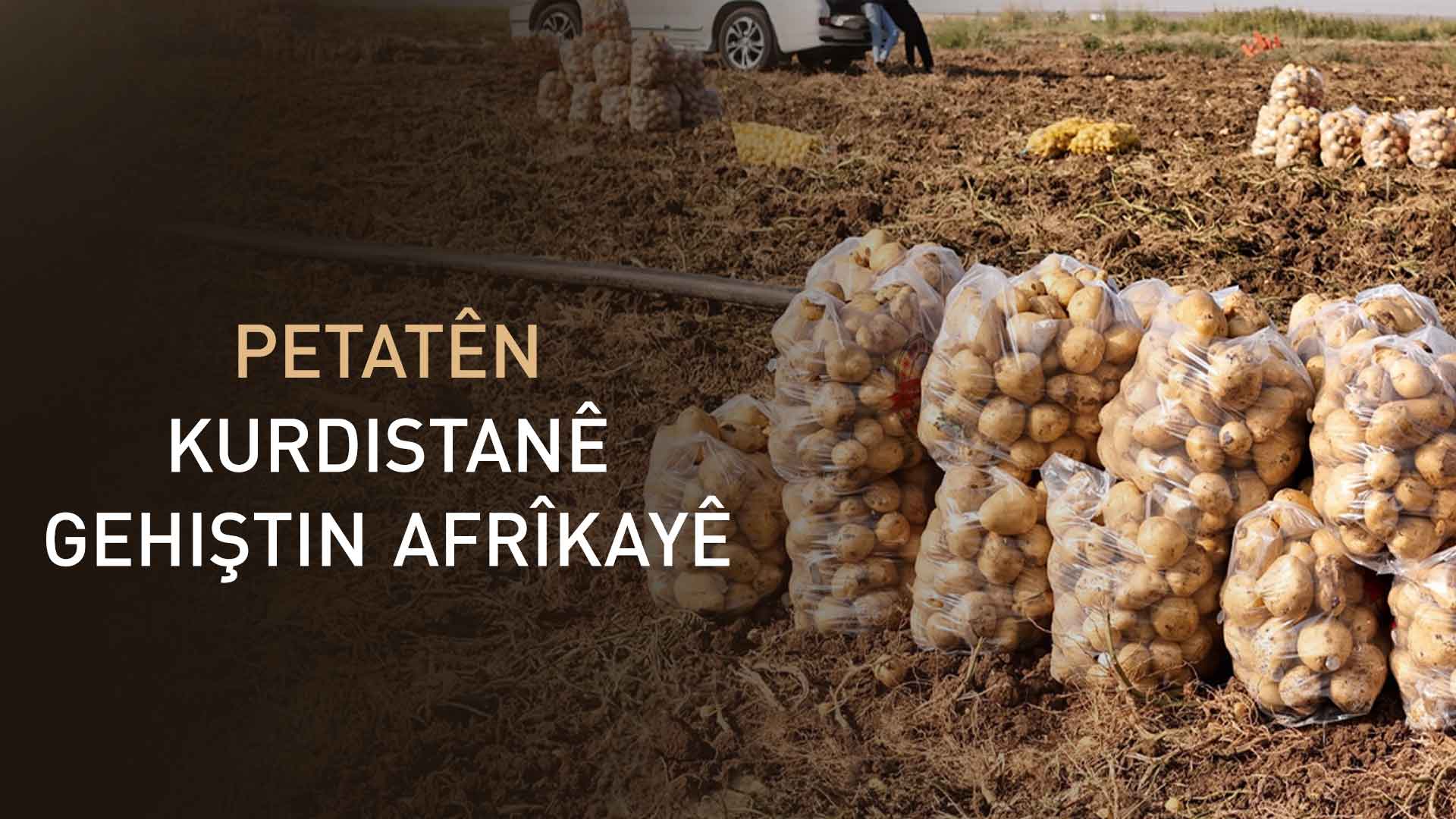 Petatên Kurdistanê gehiştin Afrîkayê û Serokwezîra Lîbîryayê jê hez kir