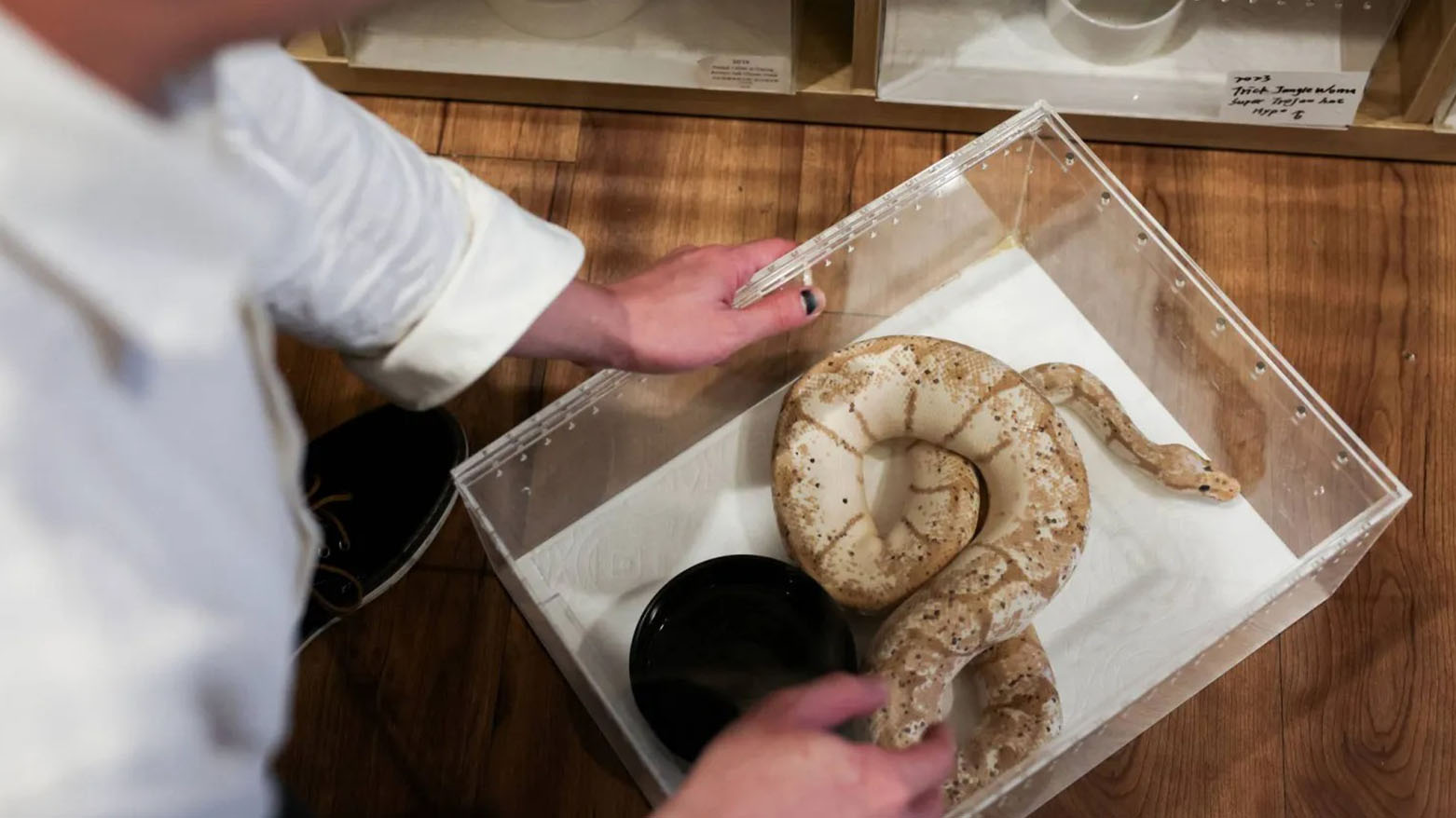 قهوة مع الثعبان... متجر تايواني يحاول تحسين صورة الحيوان