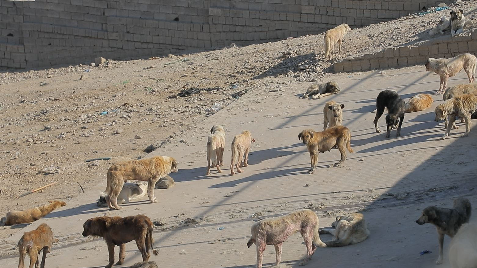 کۆکردنەوەی سەگە بێلانەکان خێراتر دەکرێت