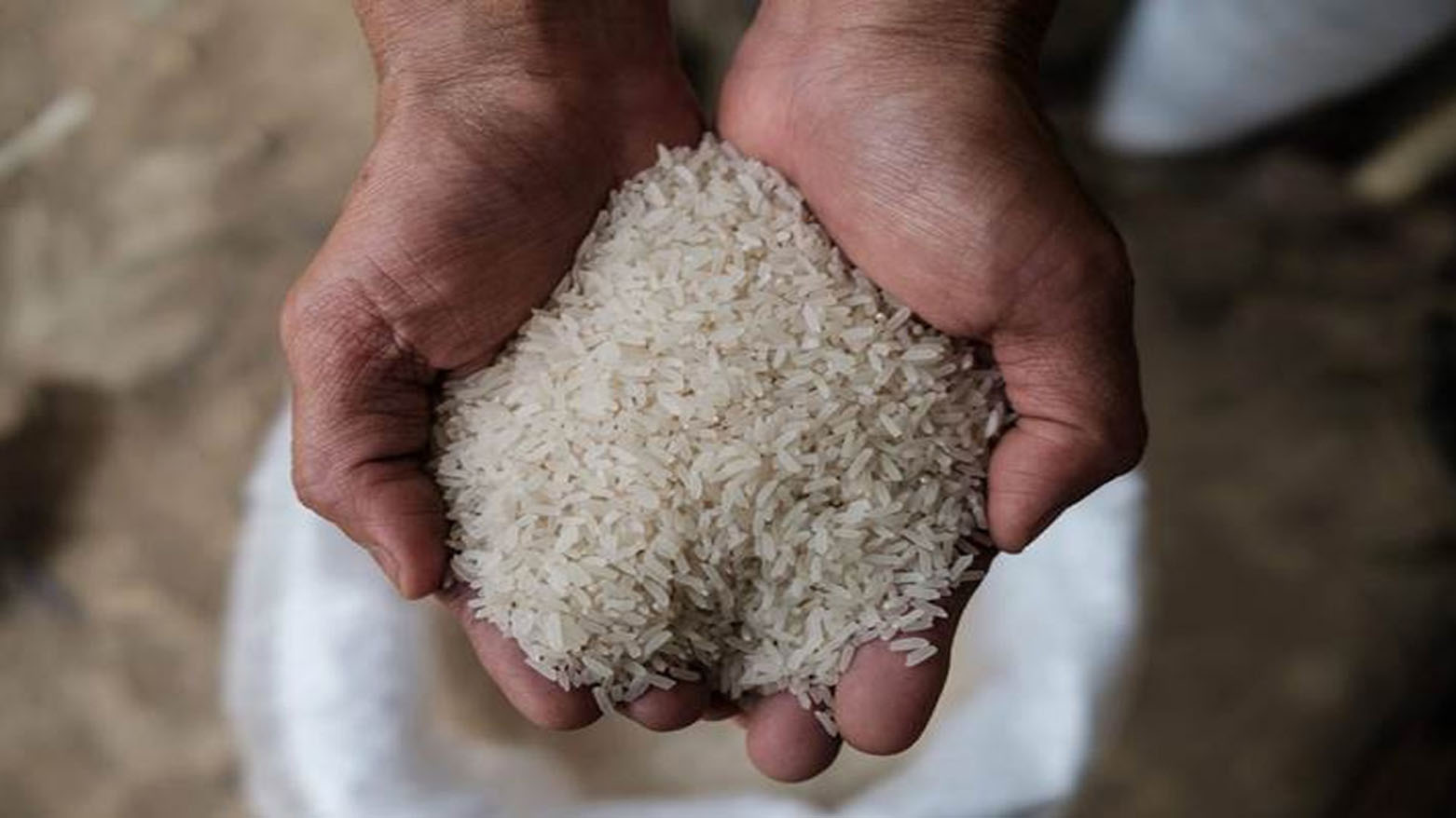 سەرۆکی پێشووی لیژنەی کشتوکاڵ: بەغدا برنجی خراپ بۆ بەشەخۆراکی هەرێم دەنێرێت