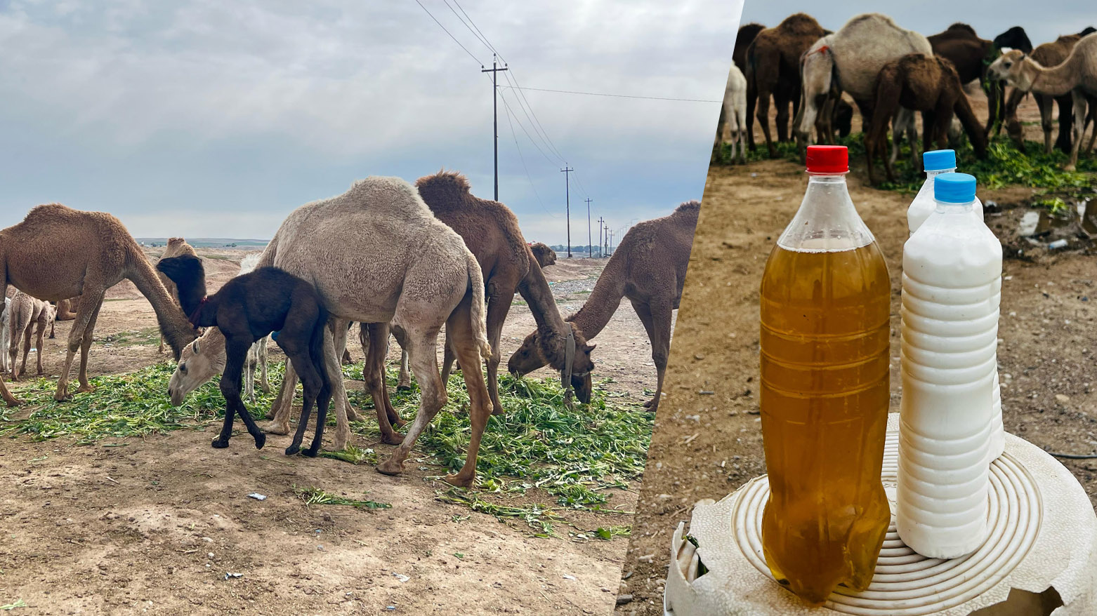 میز و شیری حوشتر لە کەرکووک دەفرۆشرێت و خواستی زۆریان لەسەرە