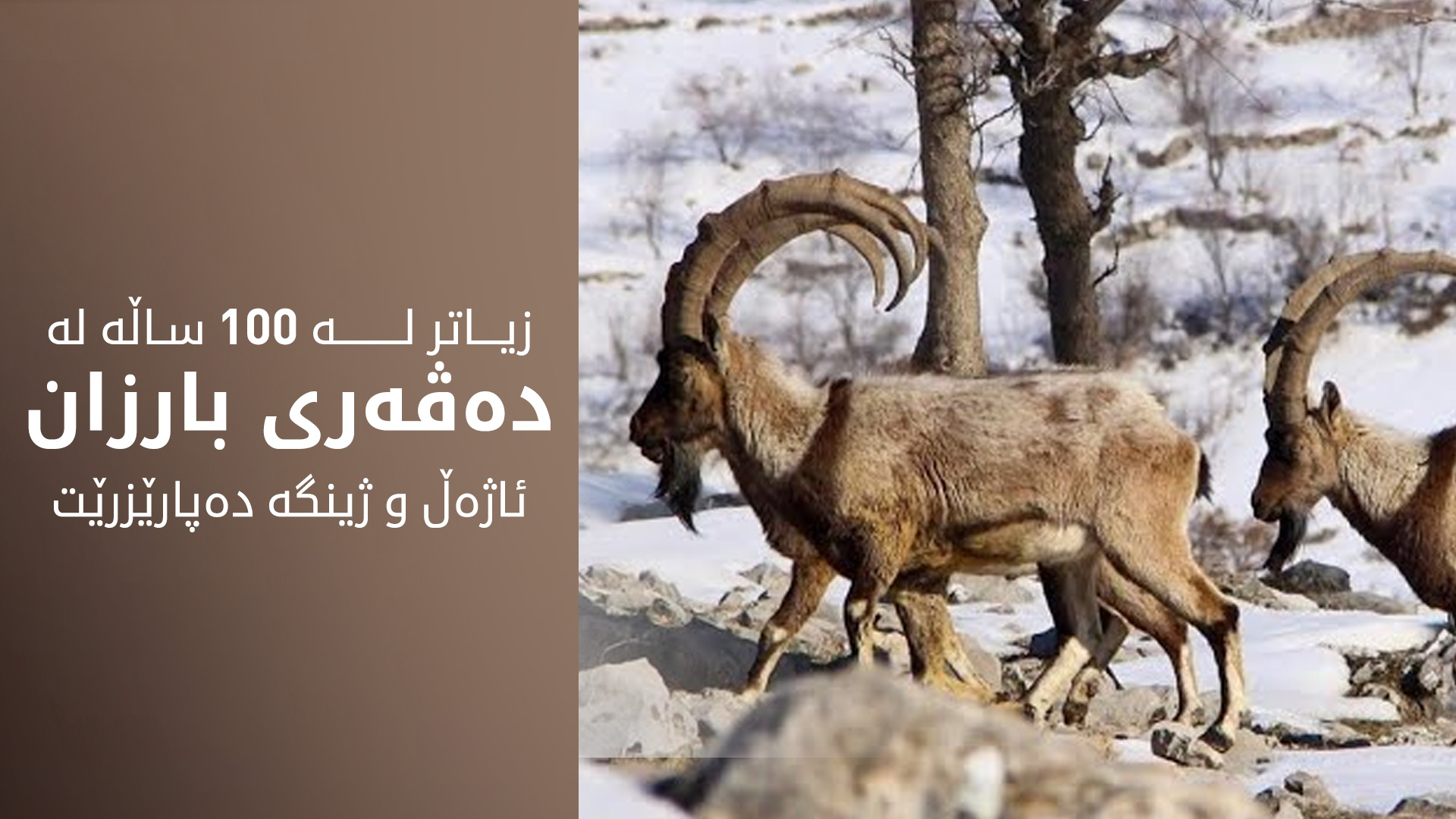 هەموو ڕۆژێک ڕۆژی پاراستنی ئاژەڵە کێوییەکان و پاراستنی ژینگەیە لە بارزان