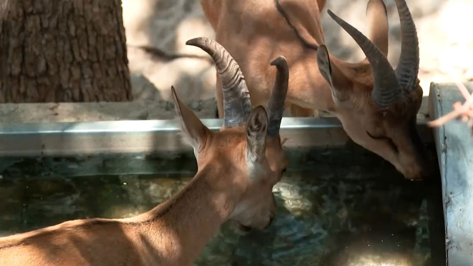 Few of the wild antelopes drinking from the water pond built by the resident of the area in Barzan. (Photo: Kurdistan24)