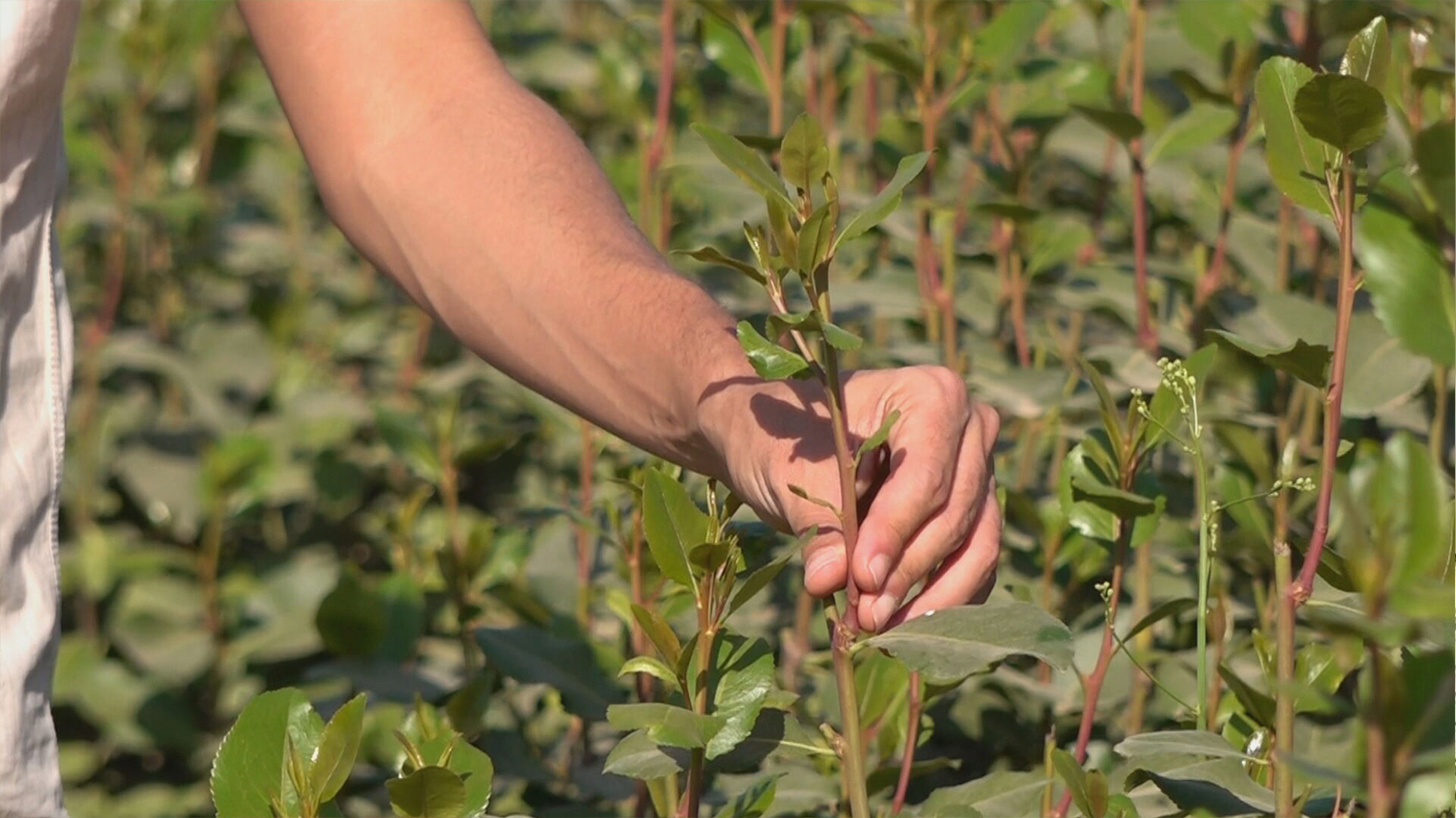 جوینی ڕووەکی قات لای  یەمەنیەکان سەرچاوەی دڵخۆشییە