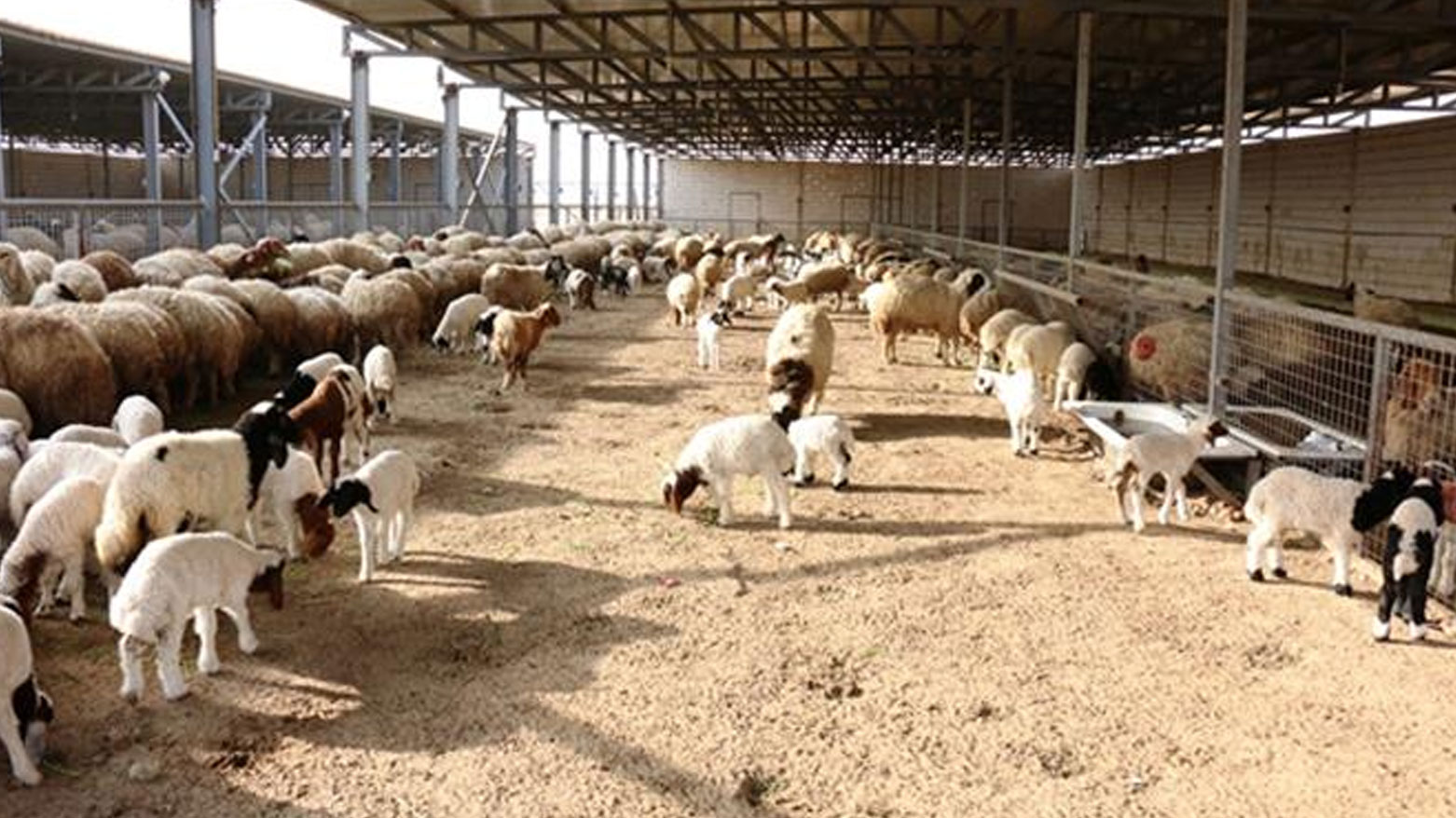 سلێمانی هەناردەی ئاژەڵی زیندووی بۆ پارێزگاکانی ناوەڕاست و باشووری عێراق ڕاگرت