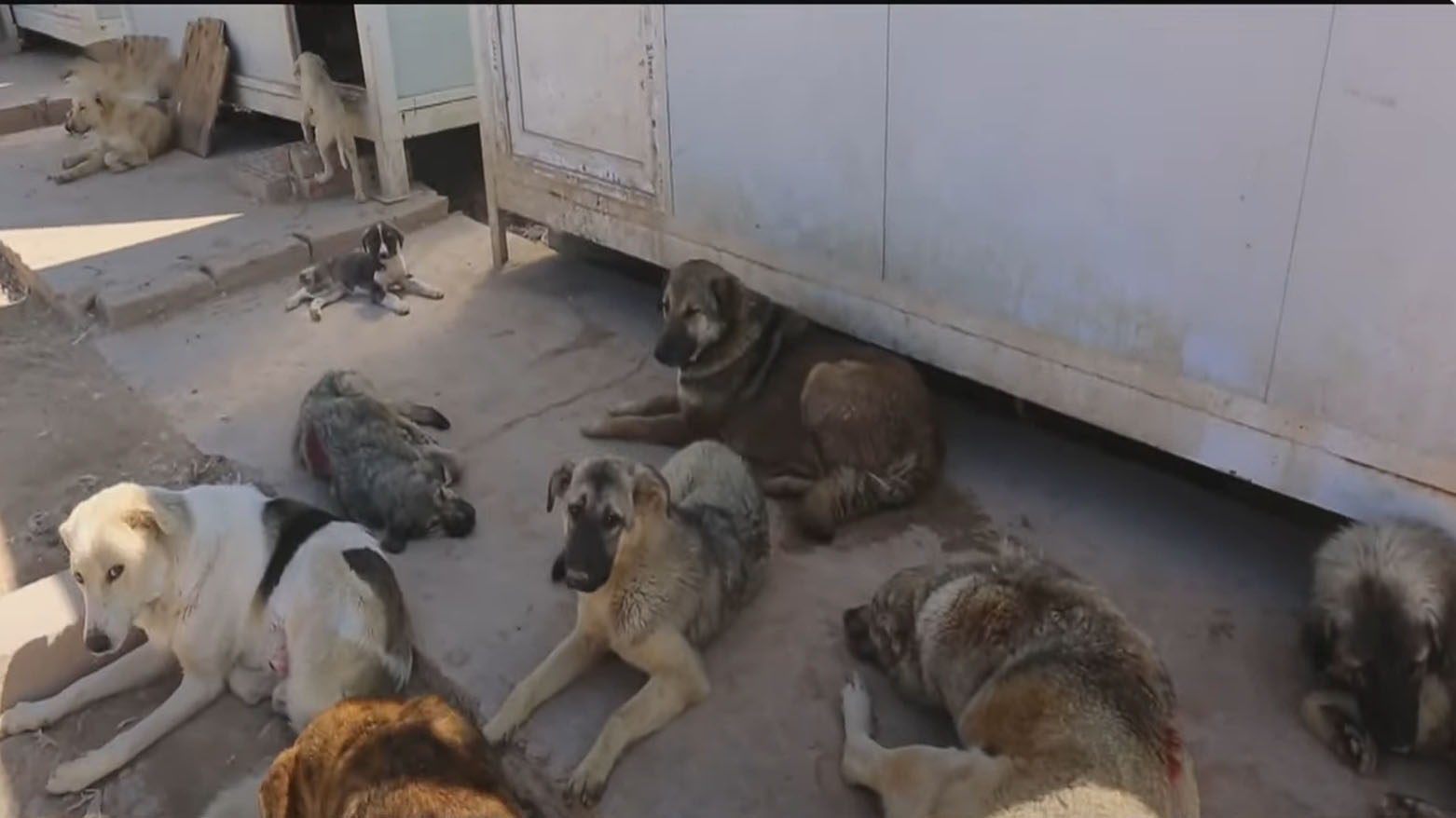 A Stray dog shelter in Kirkuk. (Photo: Kurdistan24)