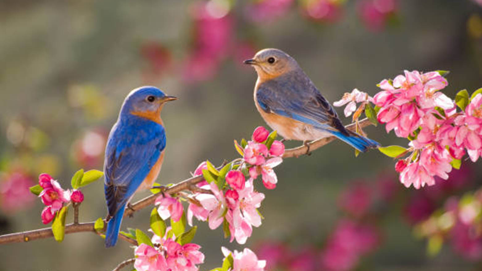 فیستیڤاڵی گوڵ و باڵندە لە هەولێر ساز دەکرێت