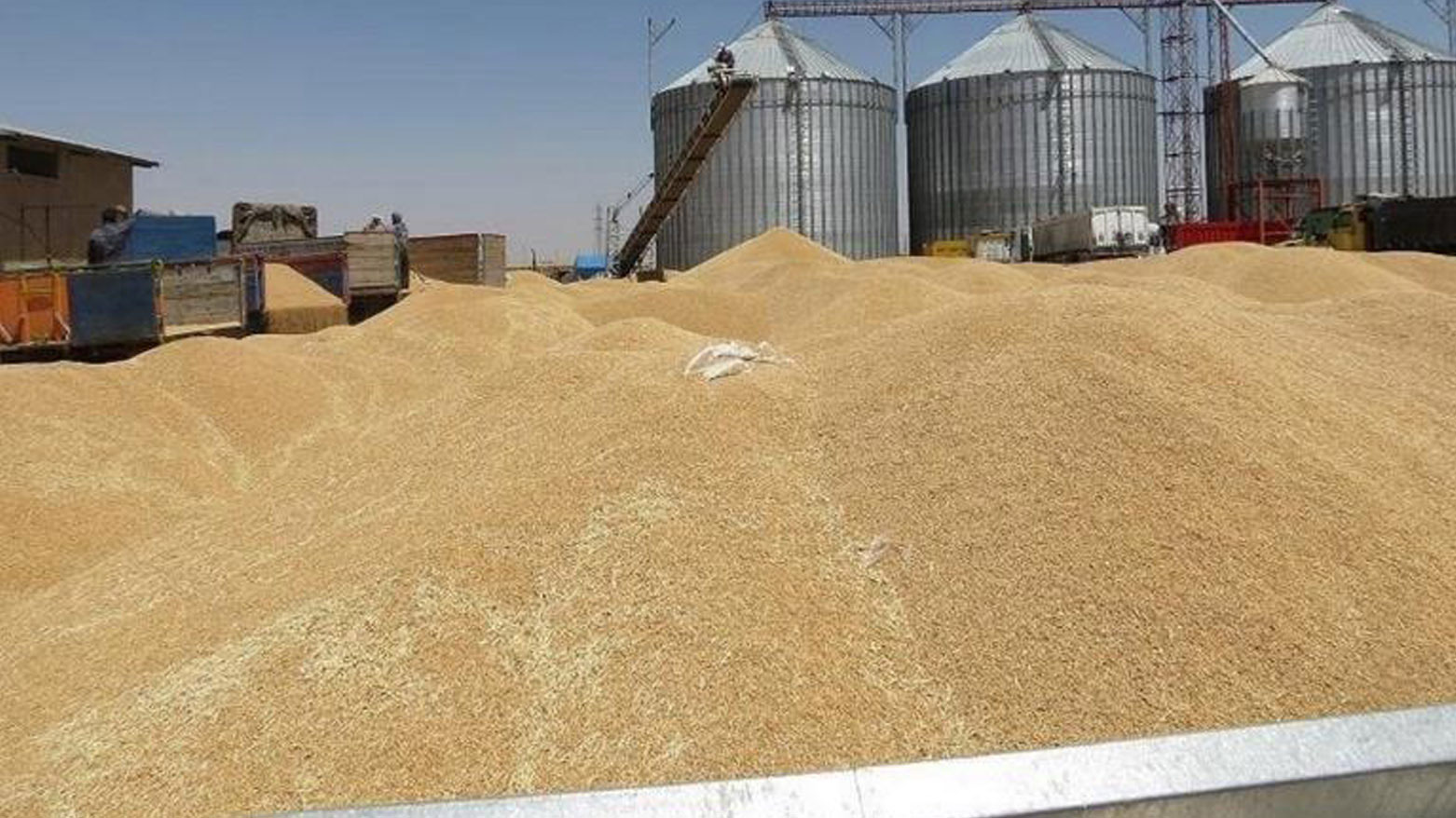تجارة كوردستان تناقش مع بغداد كمية القمح المستلم من الإقليم