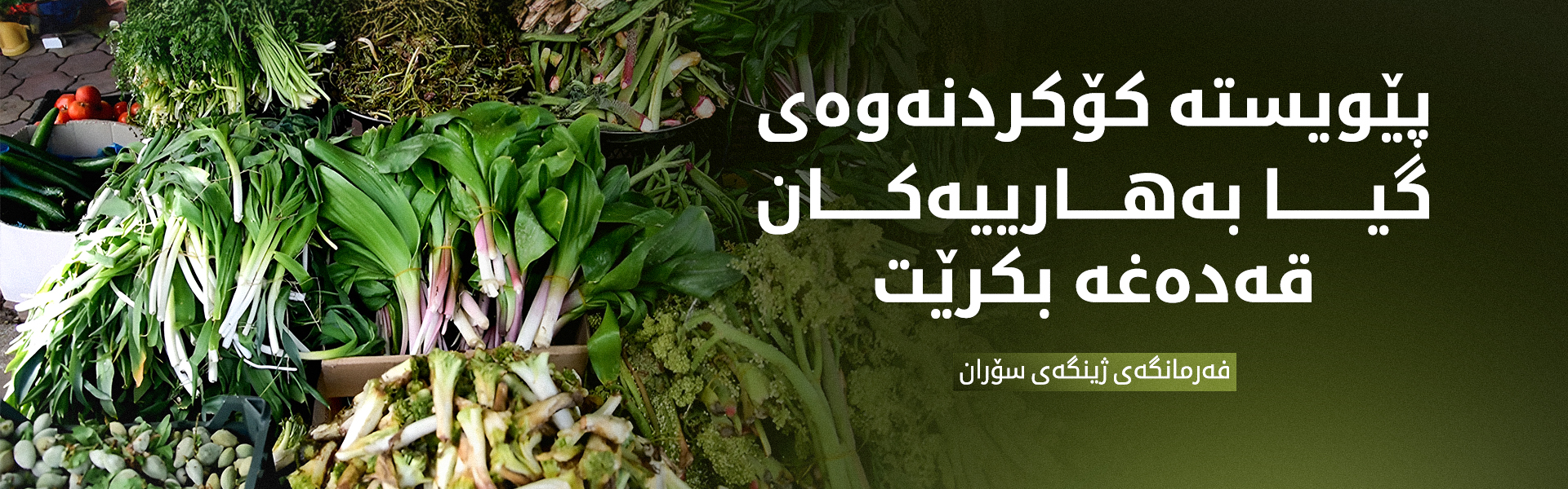 فەرمانگەی ژینگەی سۆران: پێویستە کۆکردنەوەی گیا بەهارییەکان بۆ ماوەی ساڵێک قەدەغە بکرێت