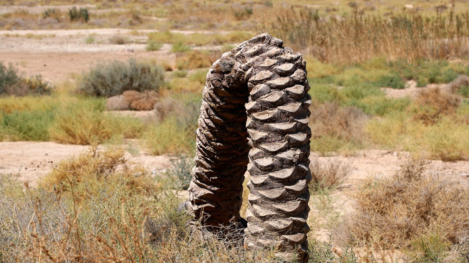 A dried palm tree by the shrinking Habbaniyah Lake in Iraq’s Anbar province, Aug. 29, 2024. (Photo: AFP)