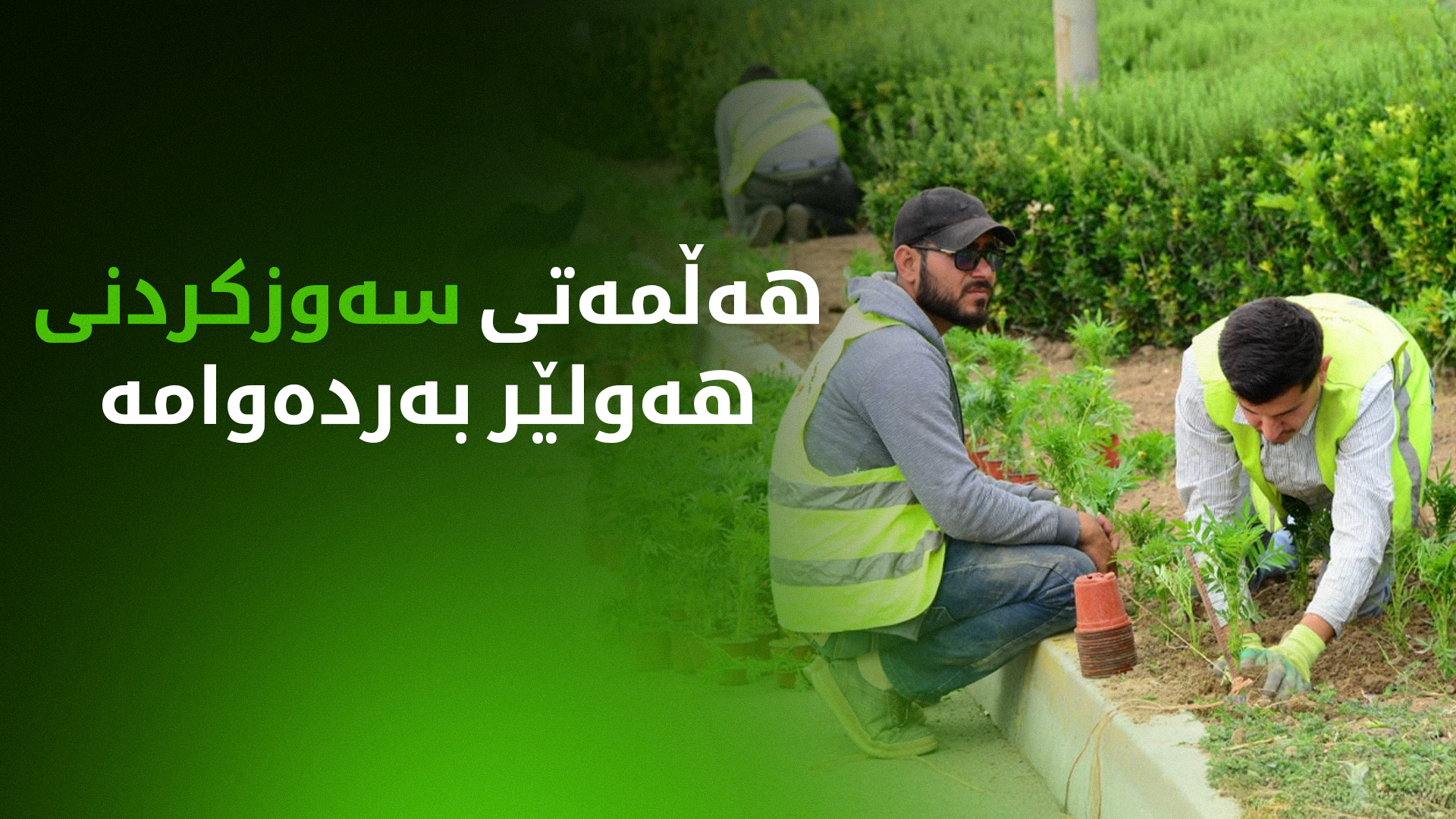 کارزان هادی: لە سەوزکردنی هەولێر بەردەوامین