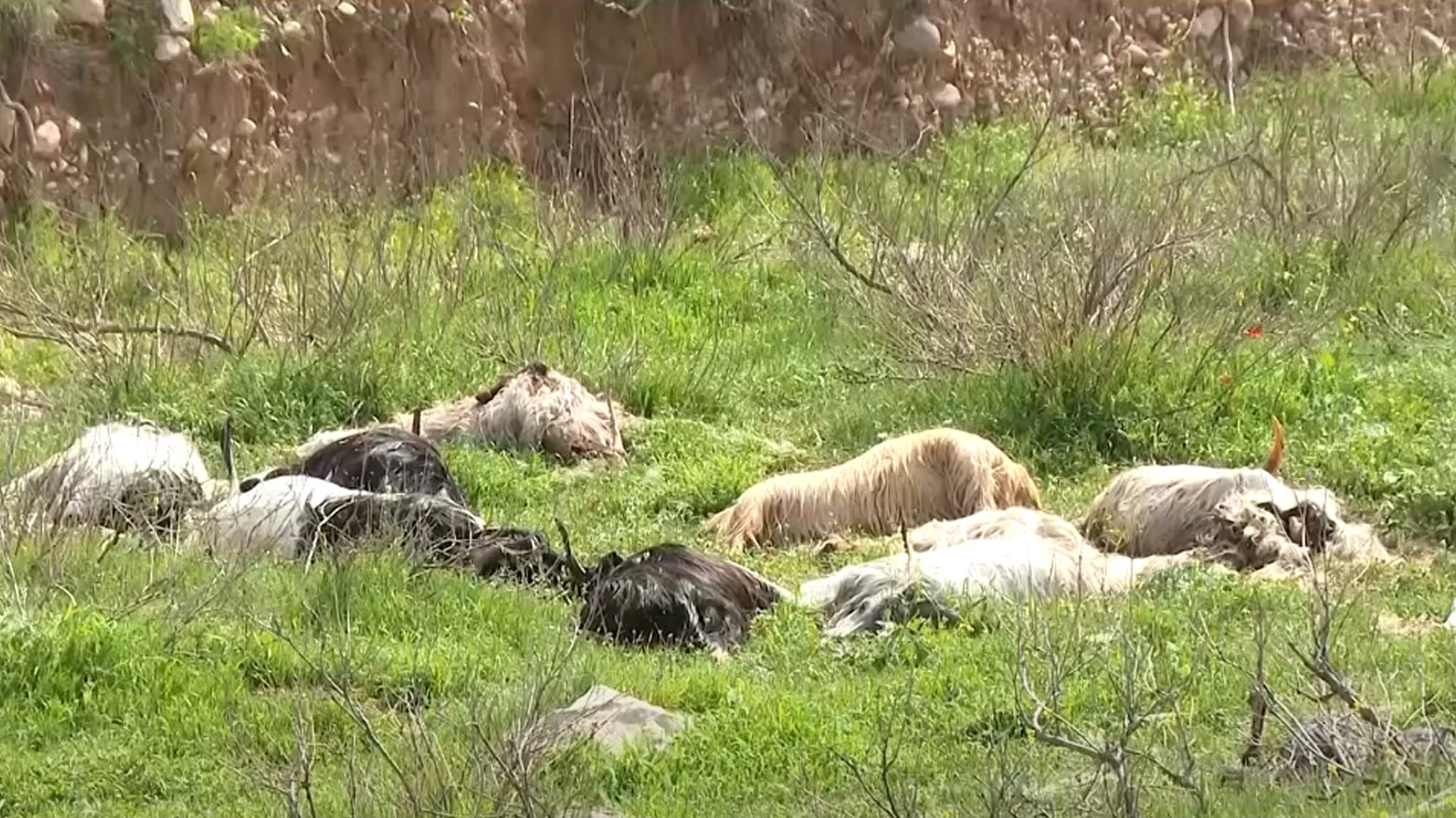 ئاکرێ.. ڕۆژانە دەیان سەر ئاژەڵ بەهۆی نەخۆشییەکی نادیارەوە مردار دەبنەوە