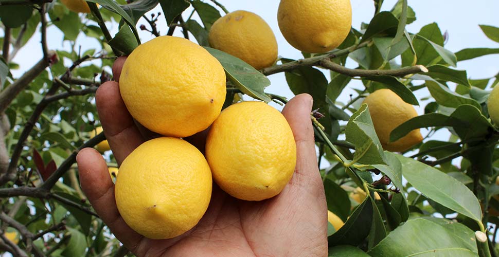 عێراق لە هاوردەکردنی بەرهەمی لیمۆی تورکیا پلەی یەکەمی گرتووە