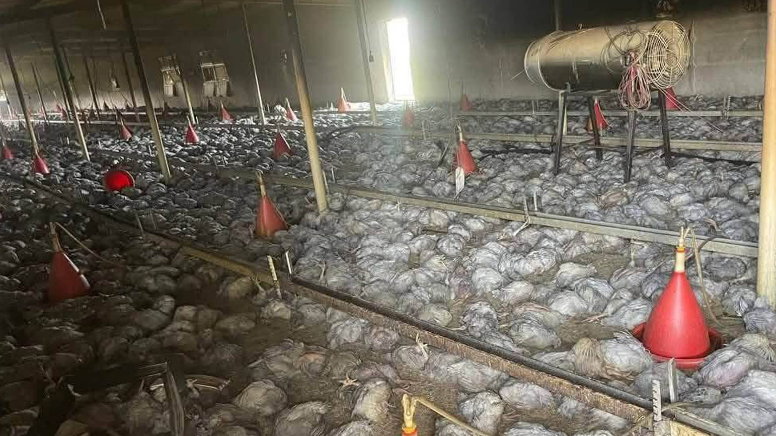 ئاگر لە کێڵگەیەکی پەلەوەر کەوتەوە و بە سەدان ملیۆن دینار زیانی پێگەیشت