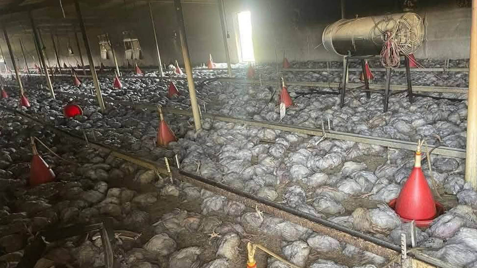 نفوق أكثر من 25 ألف دجاجة جراء حريقٍ بإحدى مزارع السليمانية