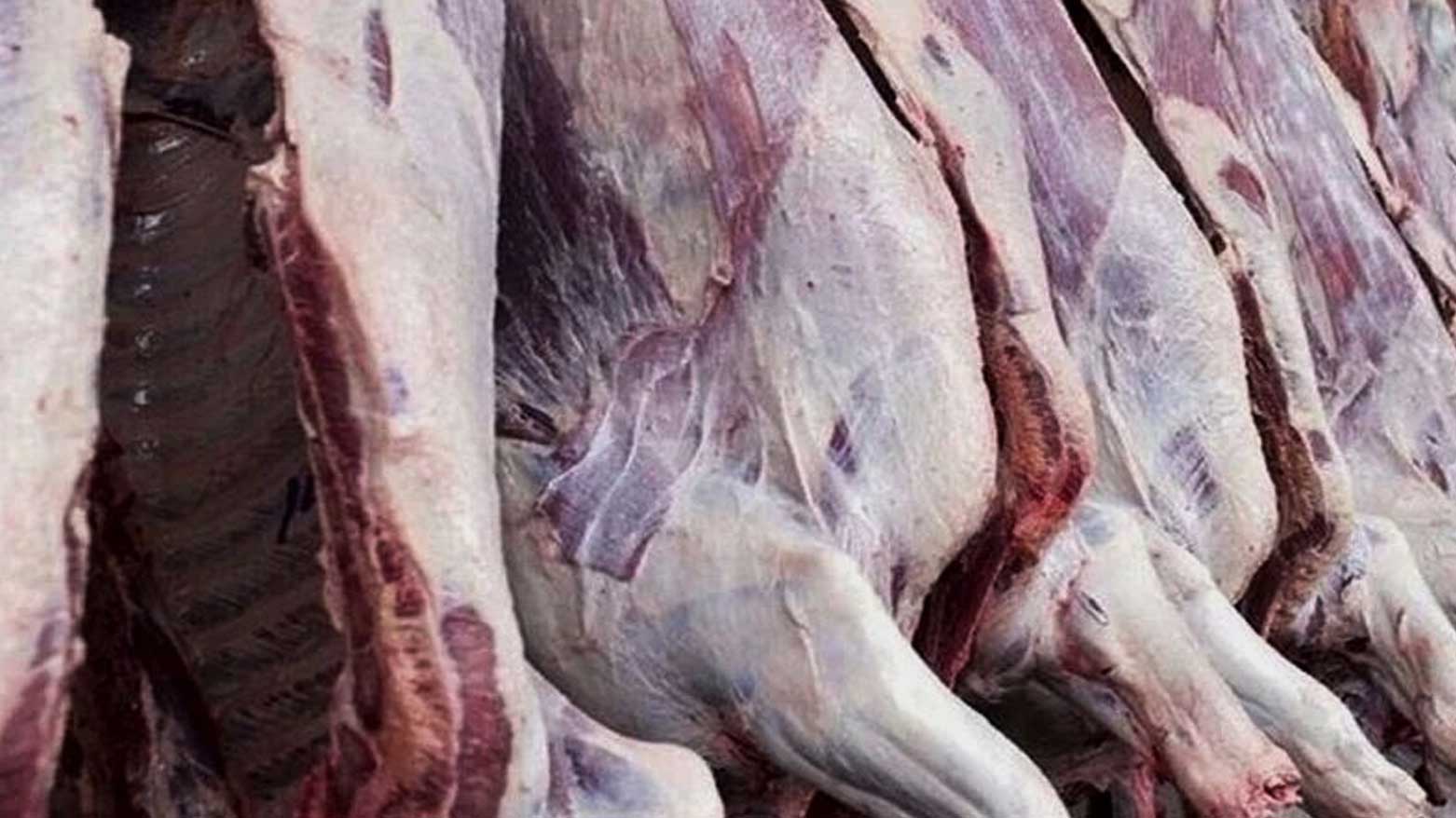 Yüzlerce kilo at eti ele geçirildi