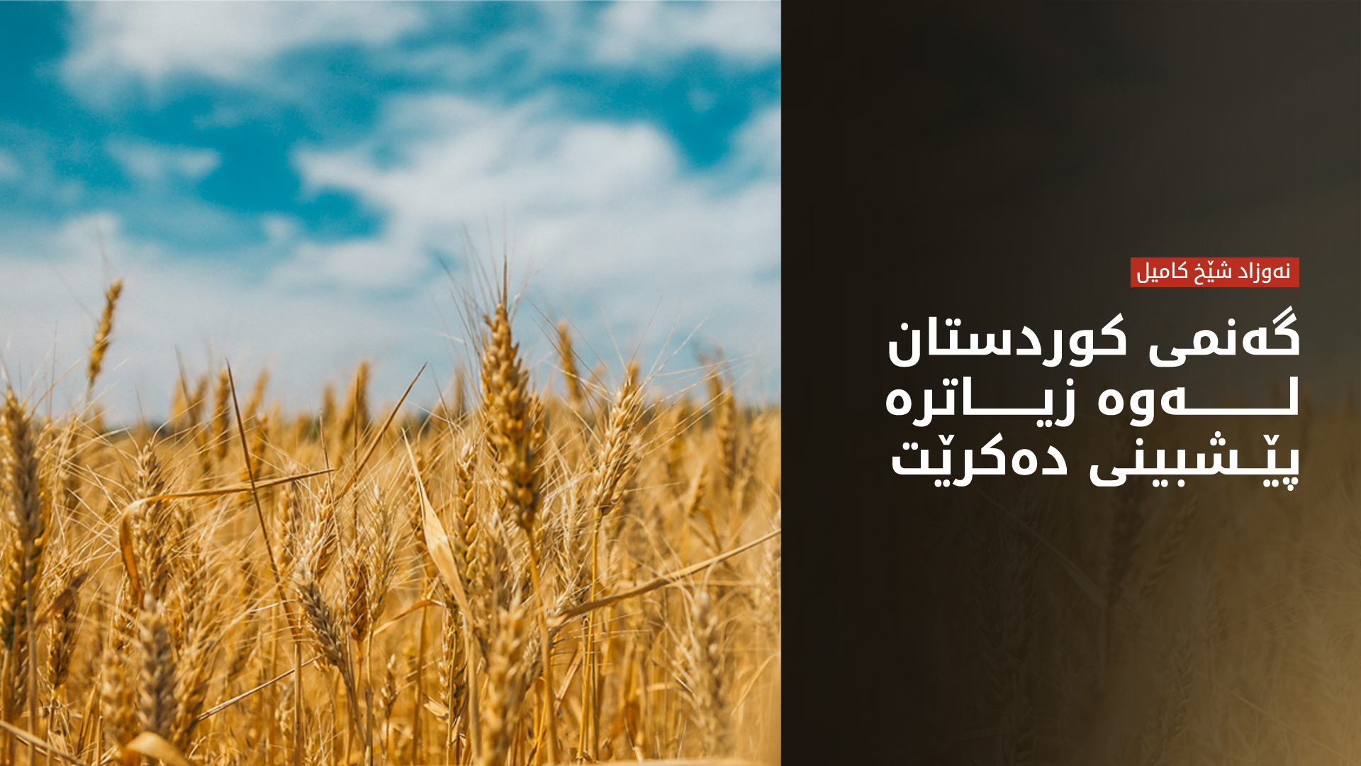 نەوزاد شێخ کامیل: مانگی 6 دەست بە وەرگرتنی گەنمی جووتیاران دەکرێت