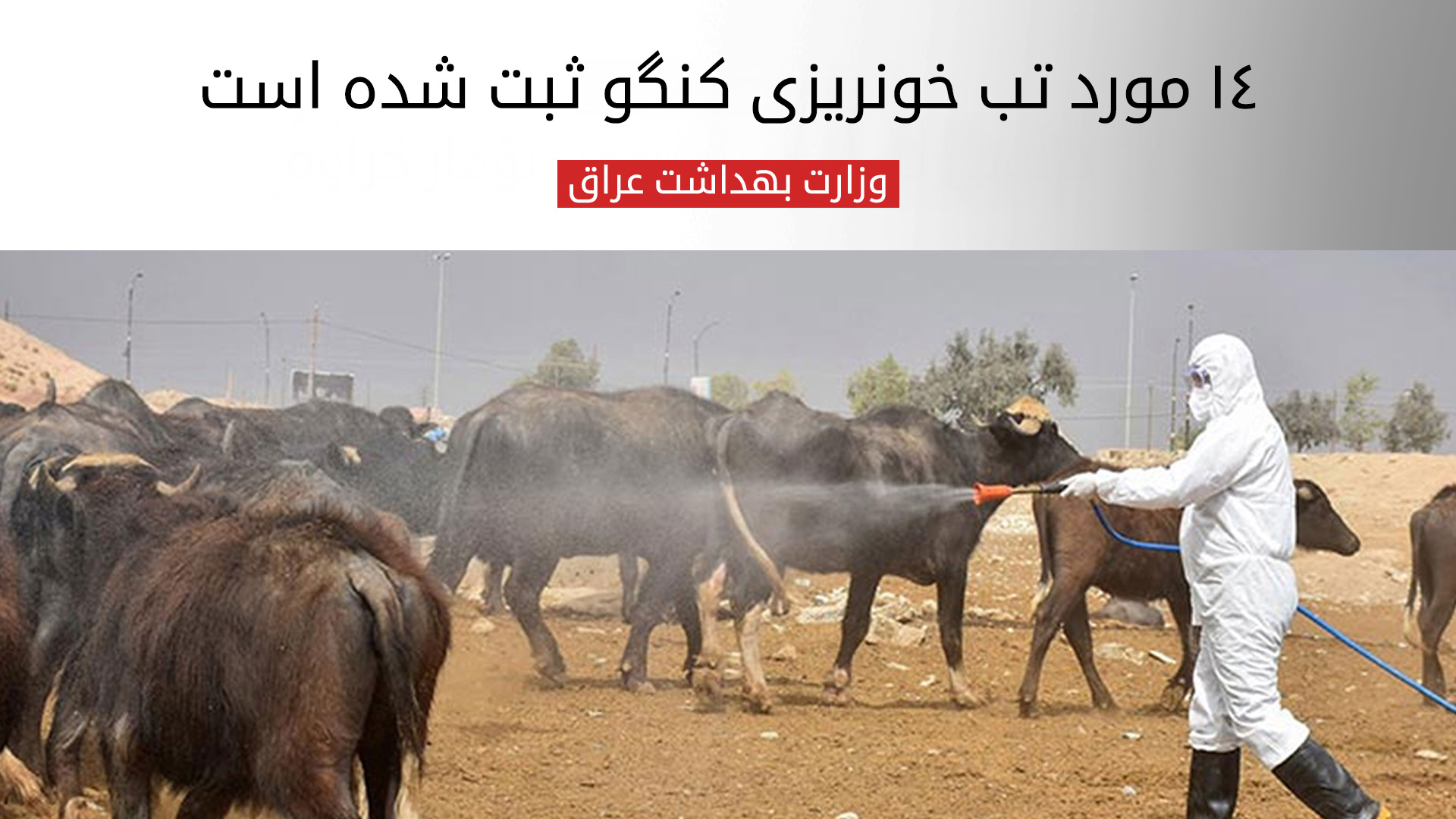 وزارت بهداشت عراق: ثبت ۱۴ مورد ابتلا به تب خونریزی‌دهنده‌ی کنگو و ۲ مورد فوتی در سال جاری