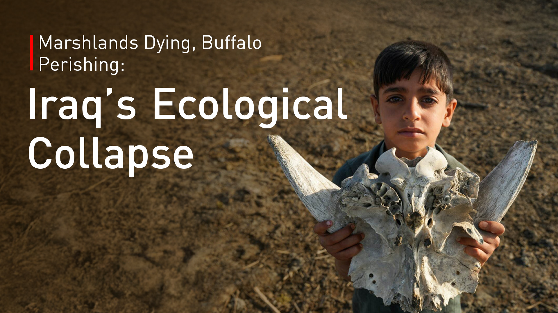 A local youth holds a dried buffalo skull in the parched Chibayish marshes, Dhi Qar province, June 25, 2023. (Photo: AFP)