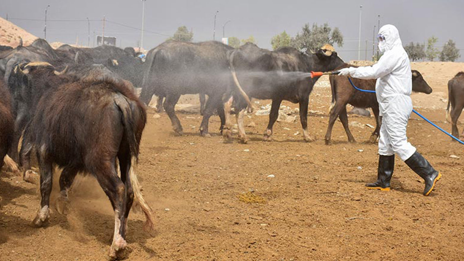 تسجيل أول حالة وفاة بالحمى النزفية في ديالى