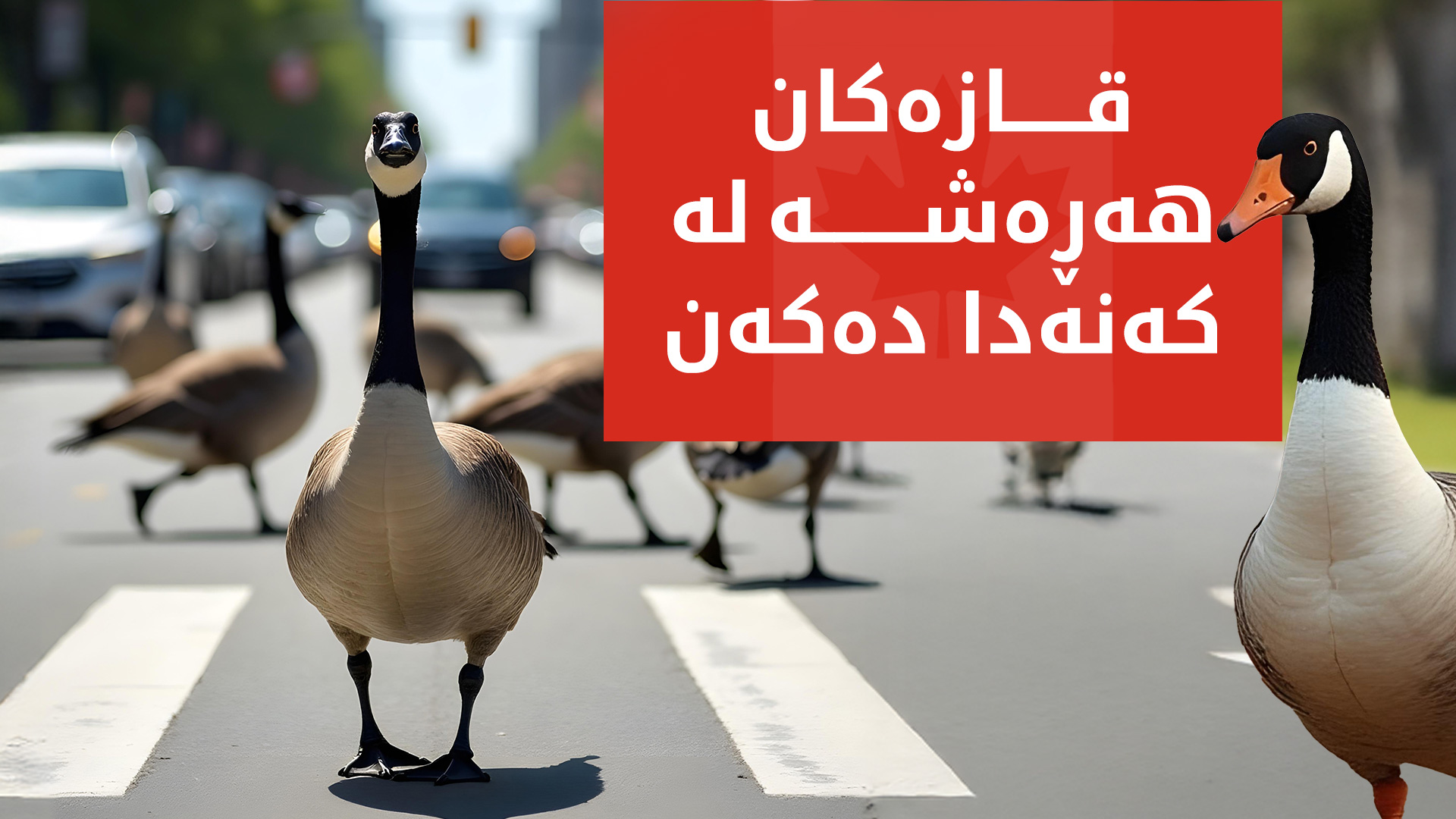 وەزارەتی بەرگریی کەنەدا هۆشداری لە هێرشی قازەکان دەدات