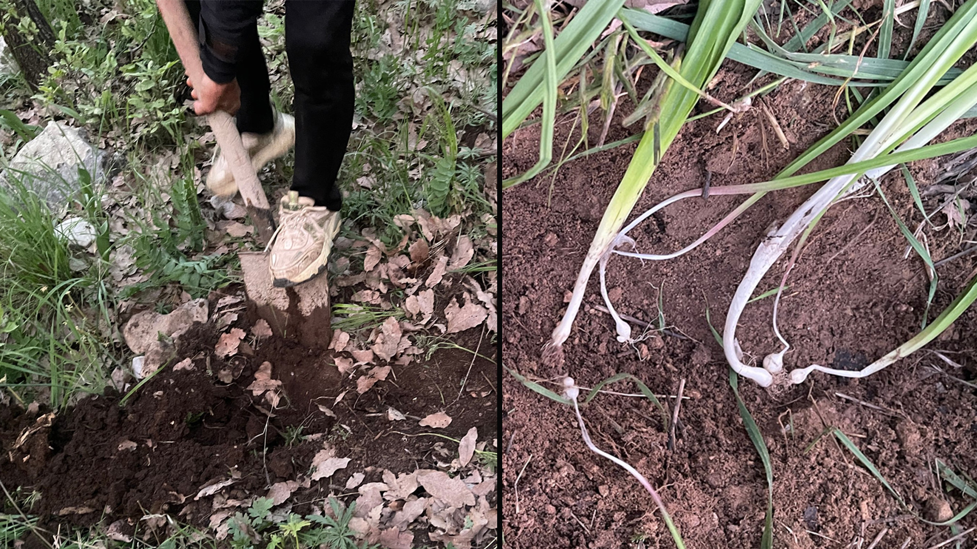 939 giyayên biharê ji aliyê kesên ku ew ji kokê ve hilkirine hatin çandin