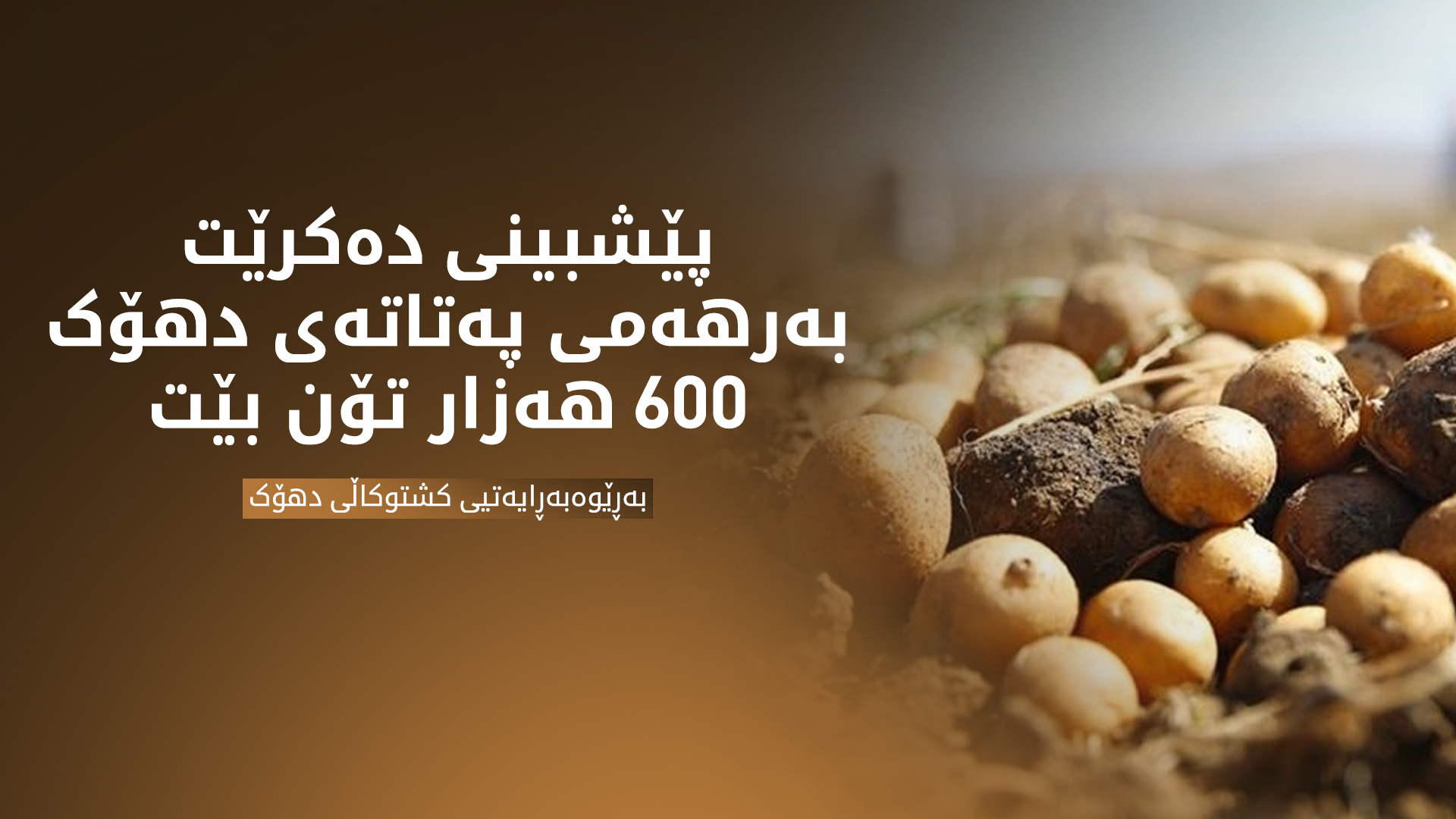 پێشبینی دەکرێت بەرهەمی پەتاتەی دهۆک 600 هەزار تۆن بێت