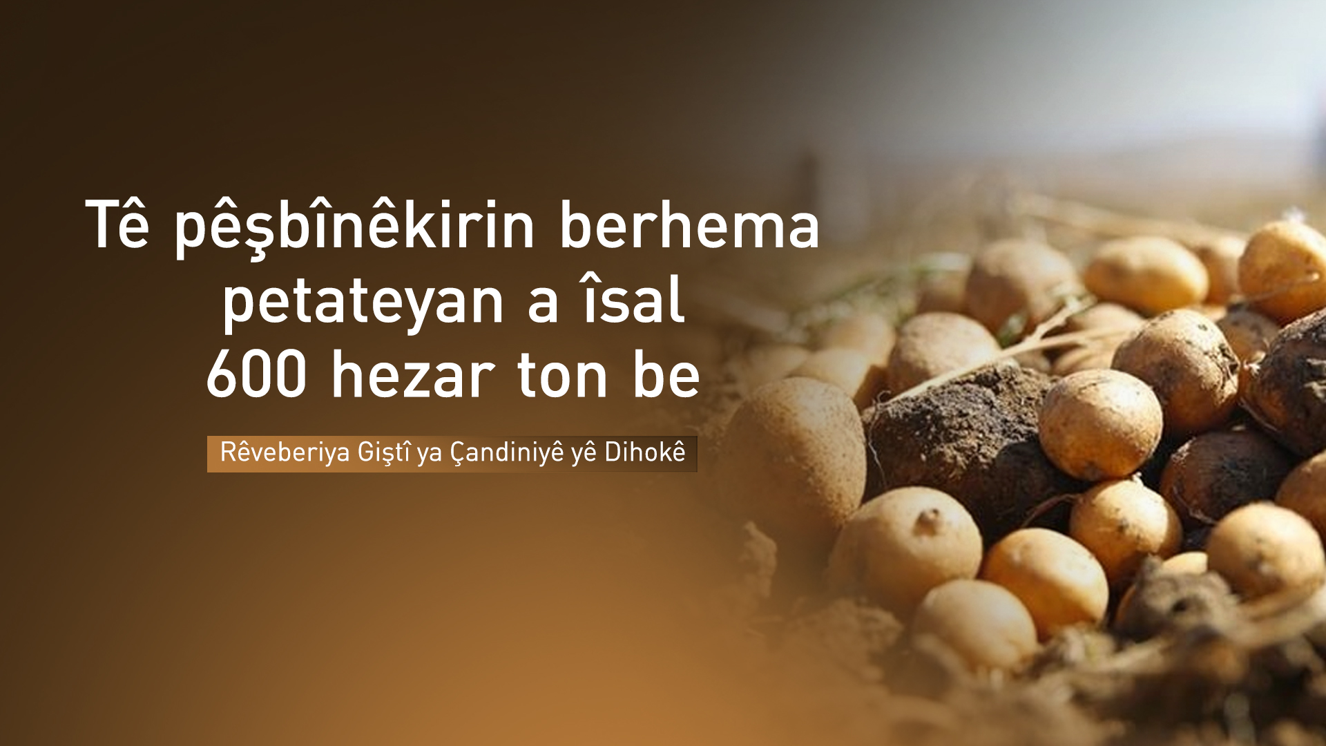 Tê pêşbînêkirin berhema petateyan a îsal 600 hezar ton be