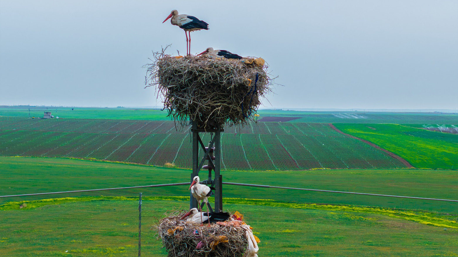 Two stork nests on the road to Rovia in Duhok province. (Photo: Kurdistan24)