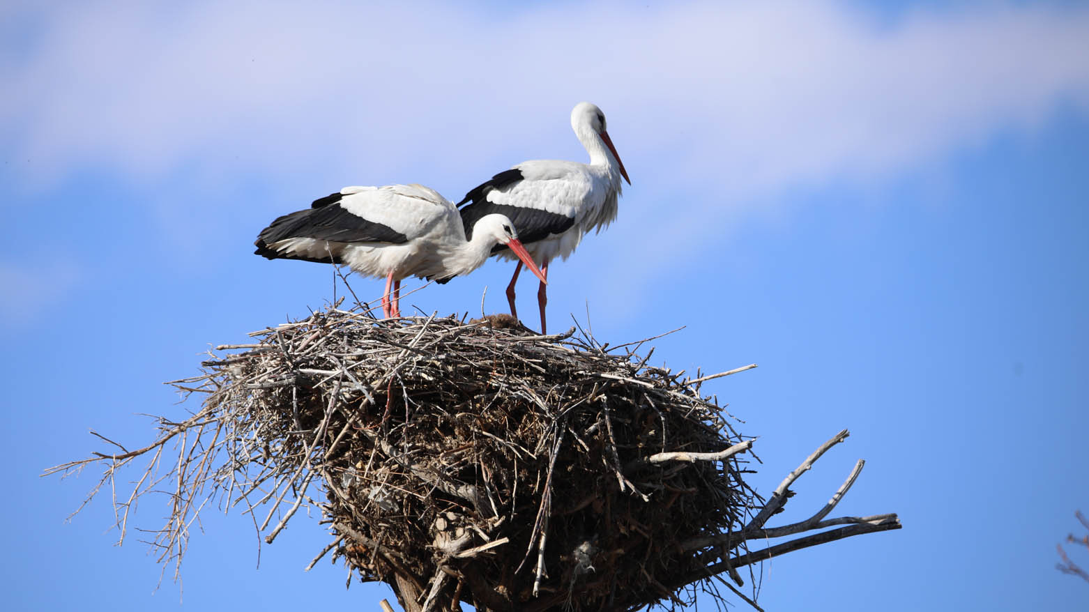 وان.. دوو لەق لەق 15 ساڵە میوانی ماڵێکن