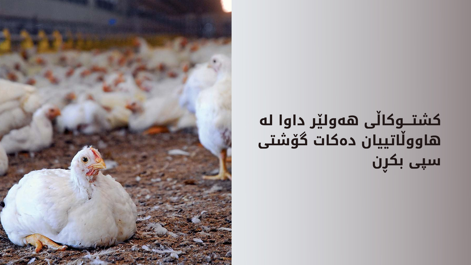 کشتوکاڵی هەولێر داوا لە هاووڵاتییان دەکات گۆشتی سپی بکڕن