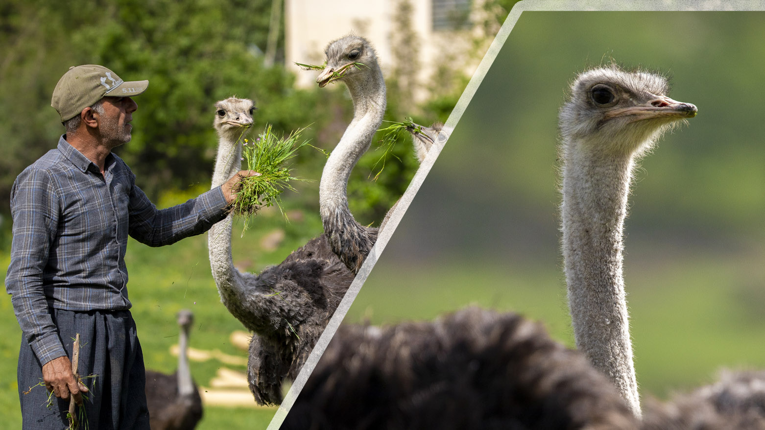 بەخێوکردنی وشترمرخ لە چۆمان