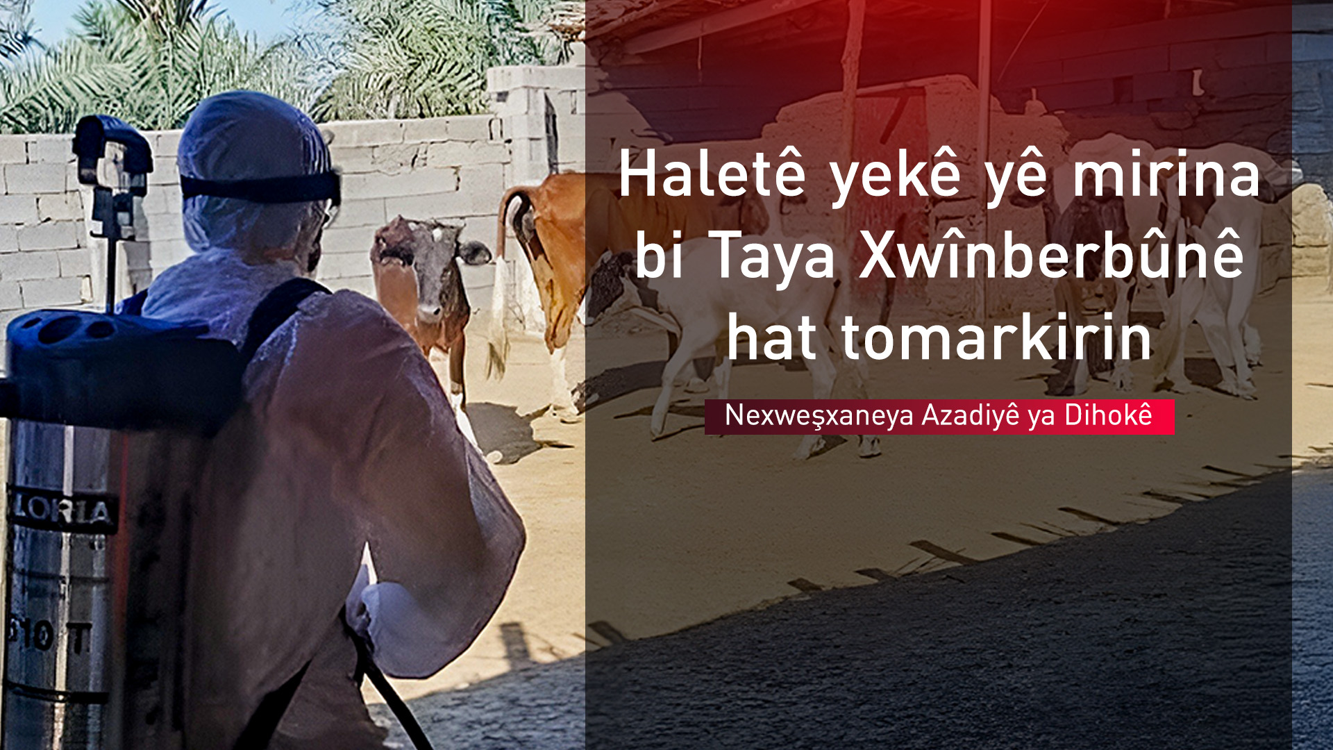Nexweşa yekê ya Taya Xwînberbûnê li Dihokê mir