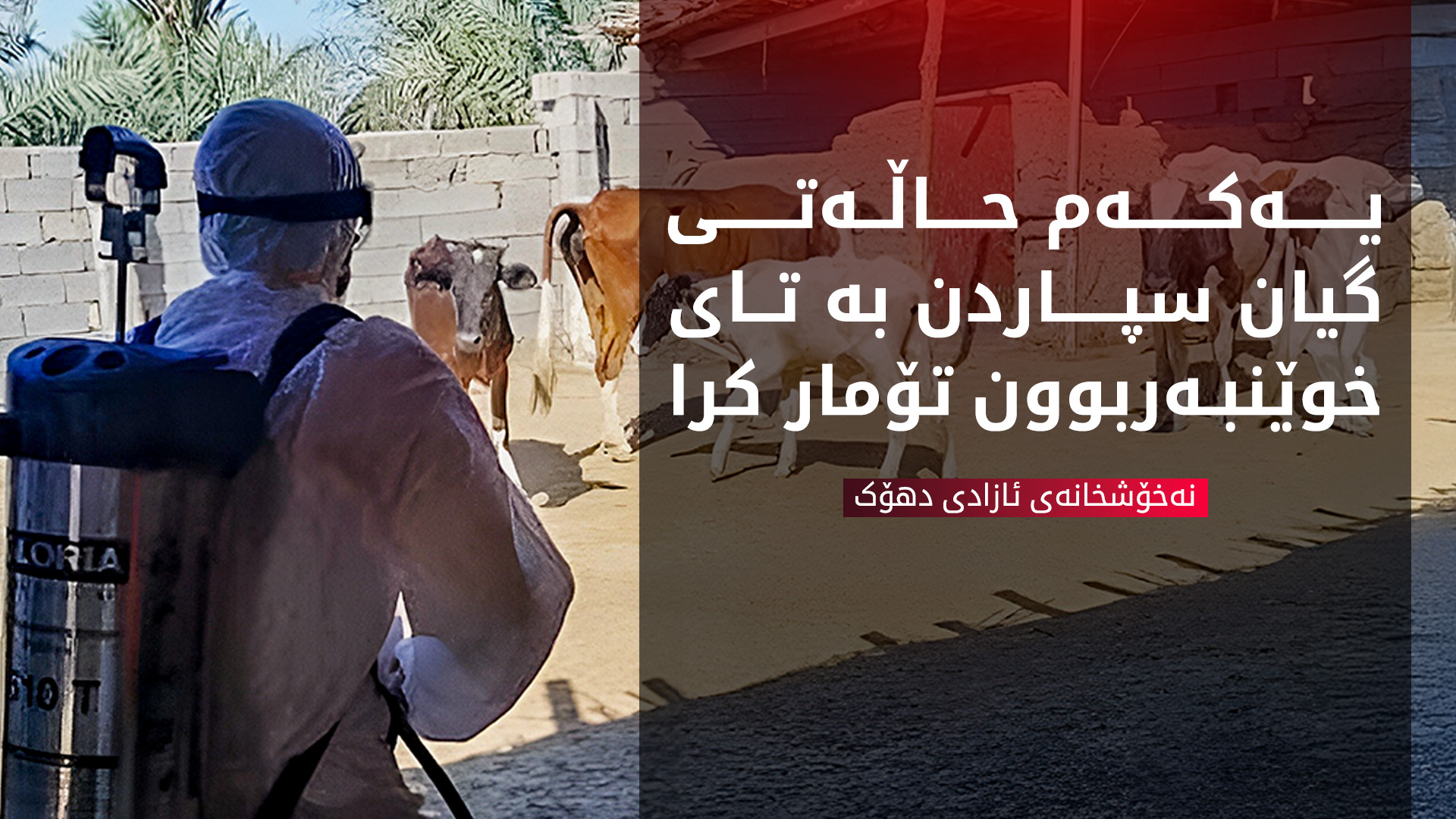 یەکەم تووشبووی تای خوێنبەربوون لە دهۆک گیانی سپارد