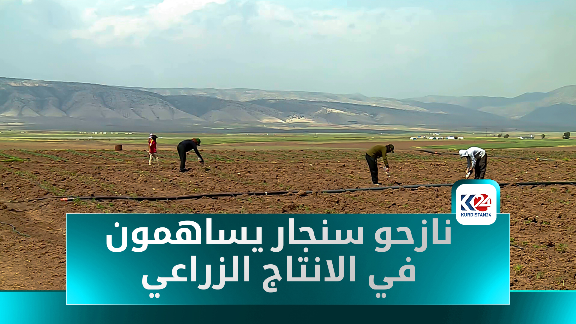 نازحو سنجار ينعشون الزراعة في دهوك وخمسون ألف دونم تنتظر دعماً حقيقياً
