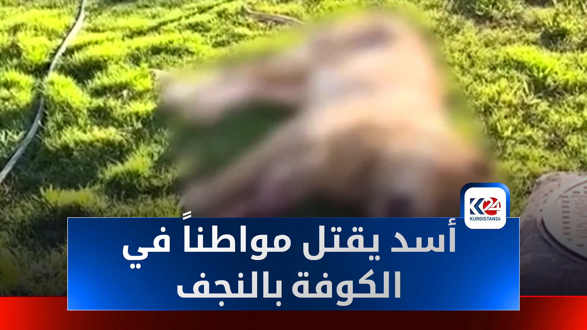 أسد يفتك بمواطن في الكوفة ويشعل الجدل حول تربية الحيوانات البرية في المنازل