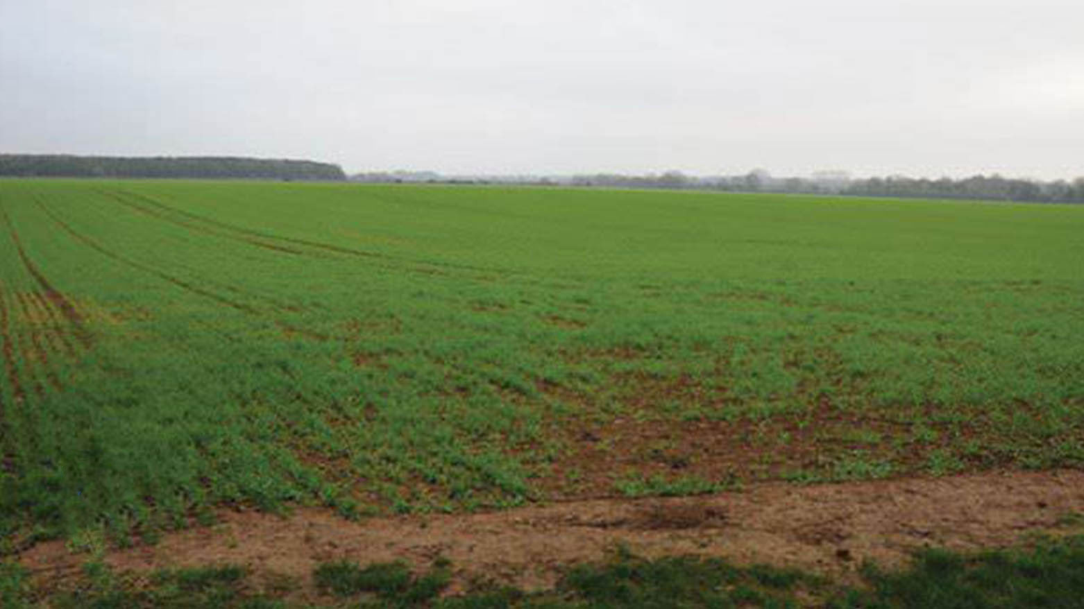 Farming land in Kirkuk. (Photo: Kurdistan24)