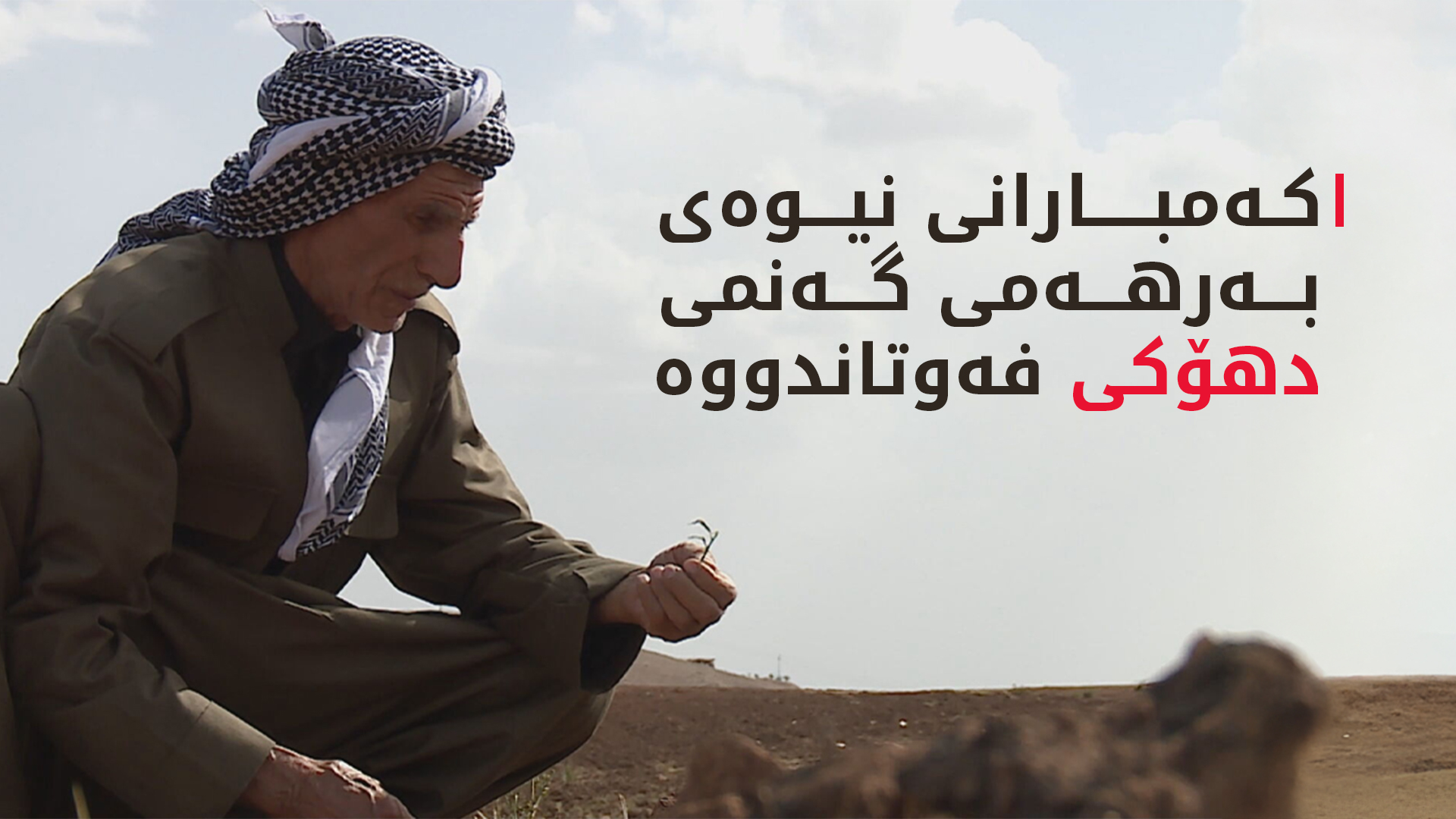 به‌هۆی كه‌مبارانییەوە نزیکەی نیوەی گەنمی دهۆک فەوتاوە