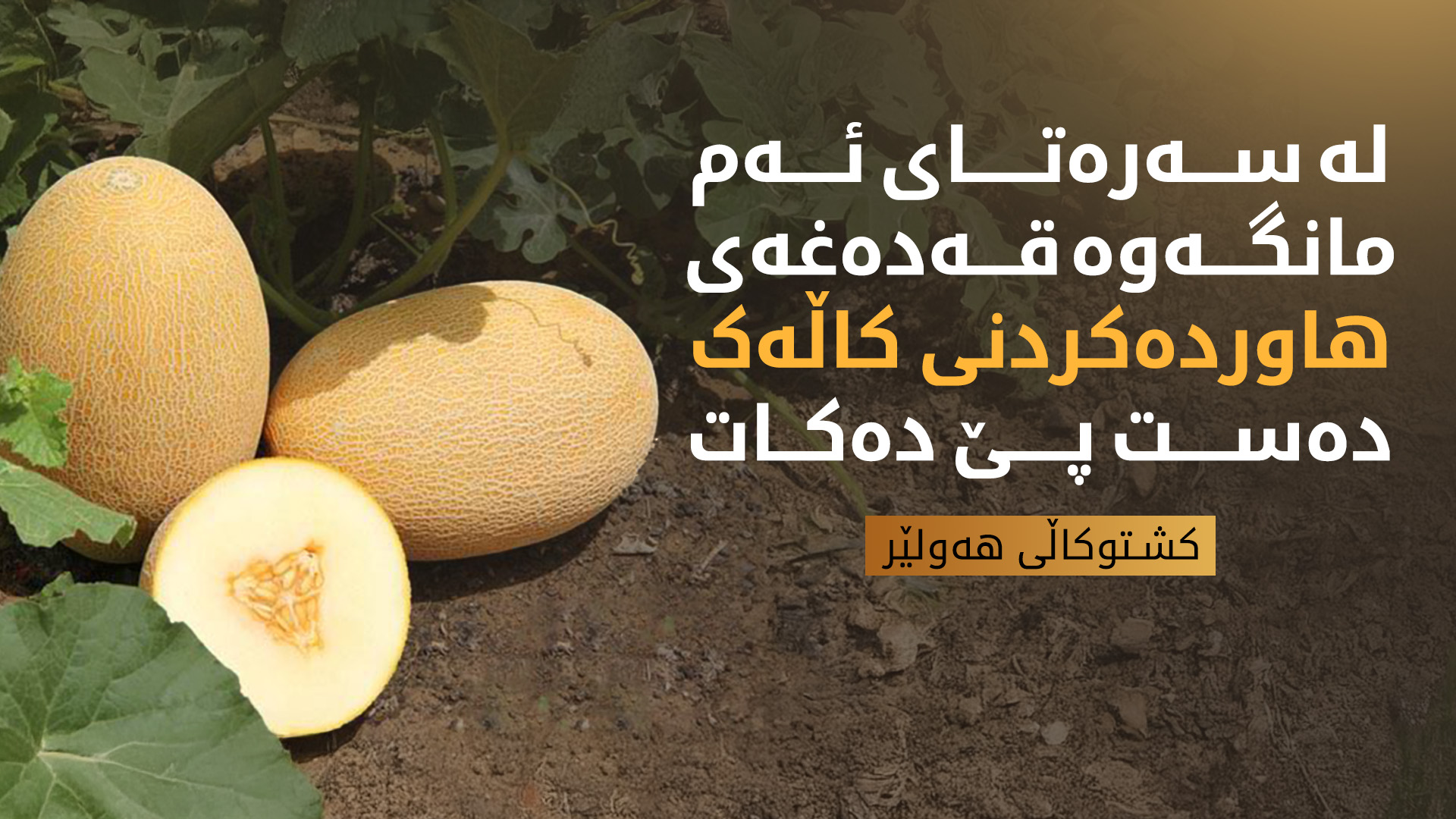 لە سەرەتای مانگی شەشەوە هاوردەی کاڵەک قەدەغە دەکرێت