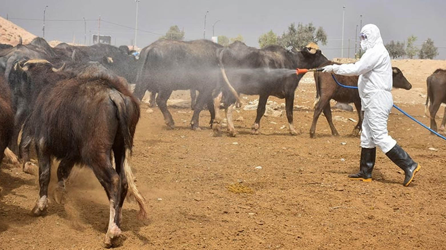 هەولێر.. حاڵەتێکی دیکەی تای خوێنبەربوون تۆمار کرا