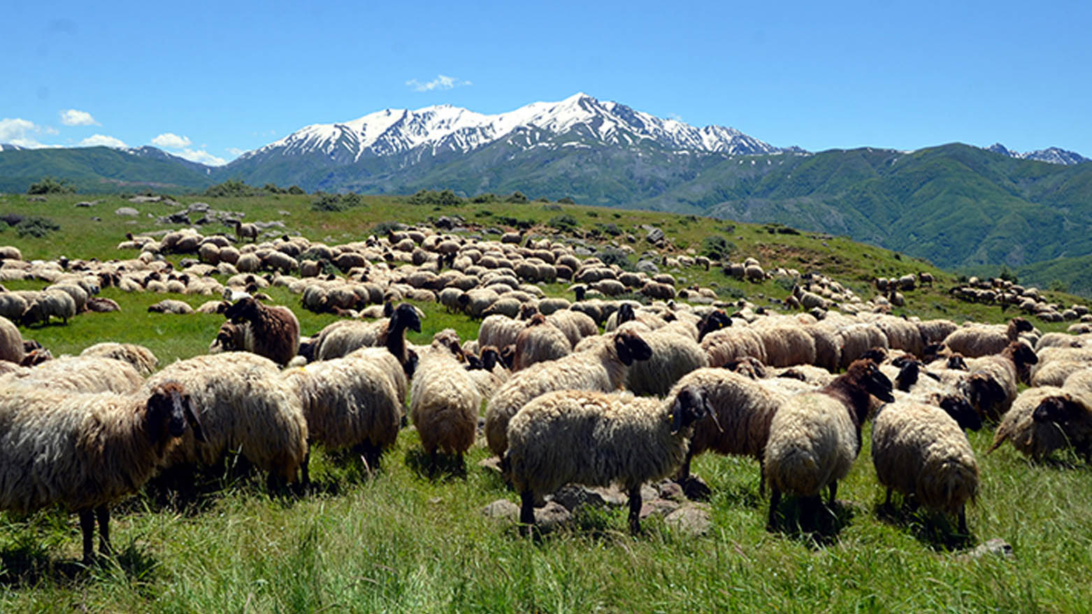ئاژەڵدارەکان ئاگاداردەکرێنەوە بەرلەوەی بچنە ناوچە کوێستانییەکان
