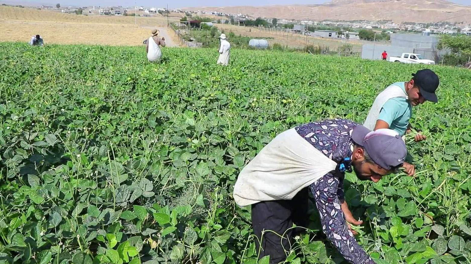 کشتوکاڵی تەق تەق: تەنیا ئەمڕۆ زیاتر لە 70تۆن بەرهەمی لۆبیامان بووە