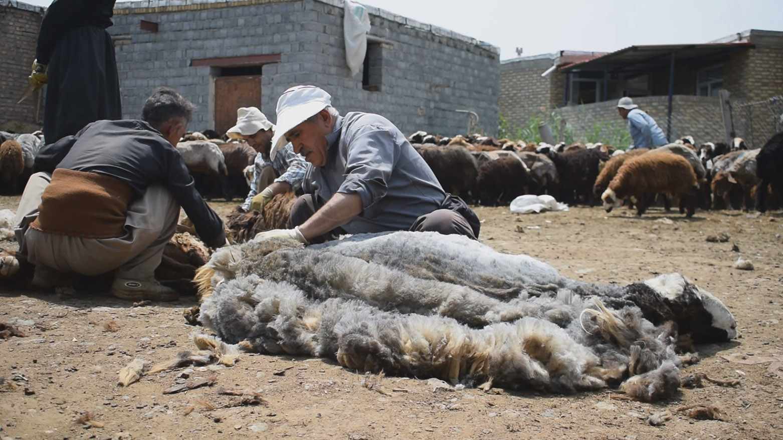 Li Rojhilatê Kurdistanê koça ajeldaran a ber bi zozanan ve dest pê kir