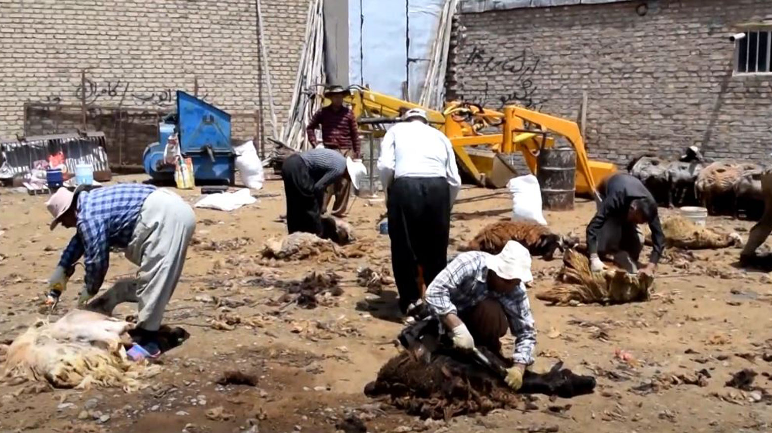 مەڕدارانی ڕۆژهەڵاتی کوردستان مەڕەکانیان دەبڕنەوە و خۆیان بۆ چوونە کوێستان ئامادە دەکەن