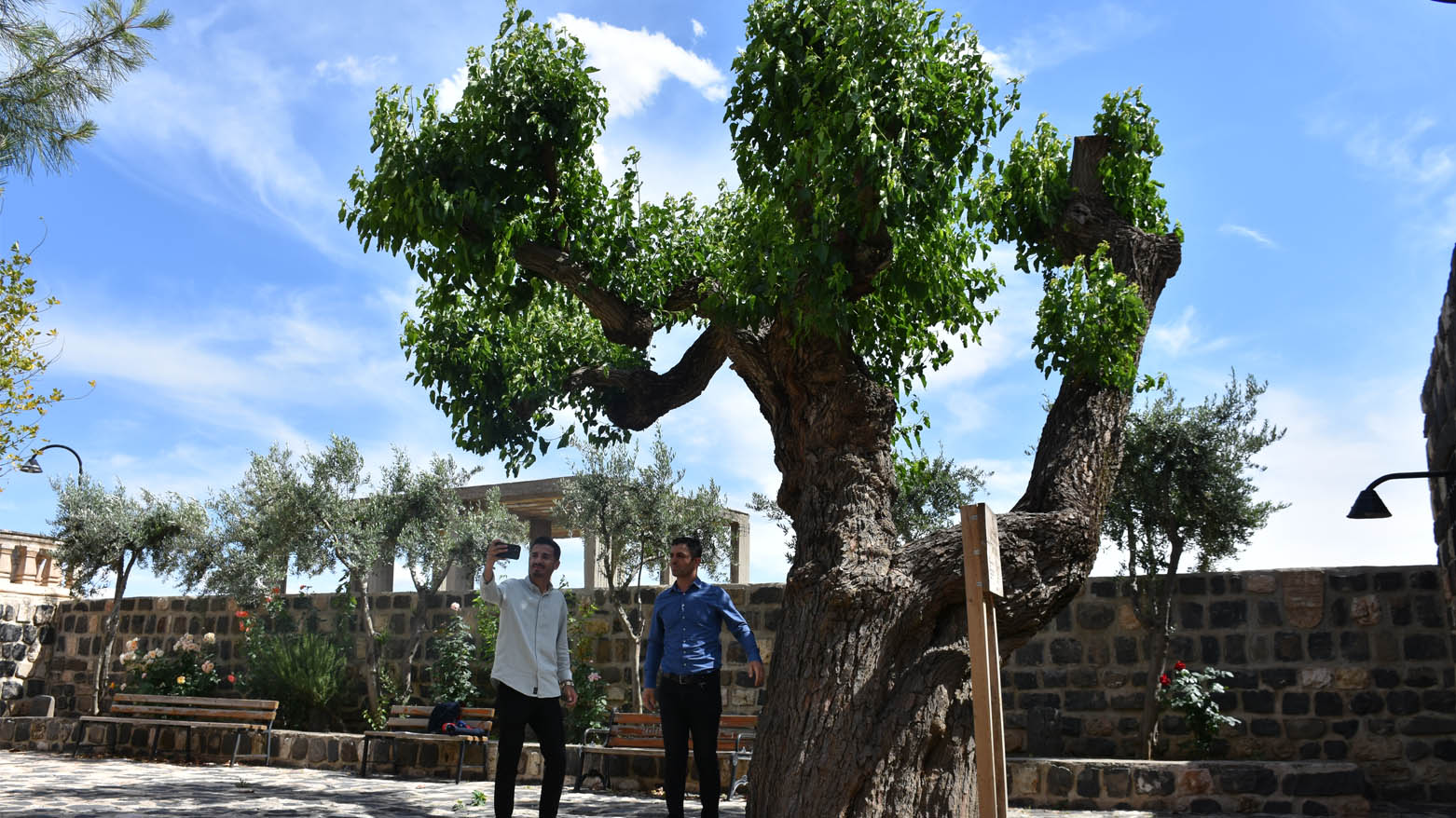 Şırnak'ta kilise avlusundaki dut ağacı 402 yıllık